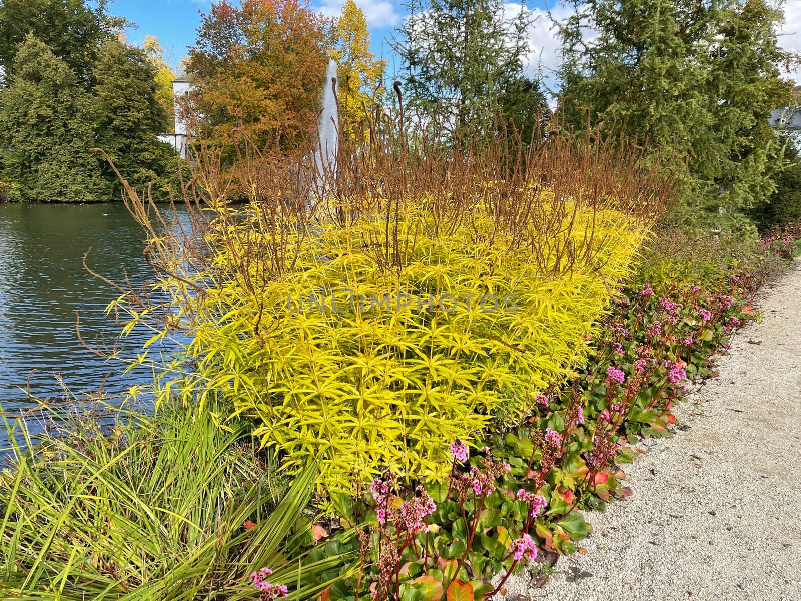 The rod millet belongs to the upright growing grasses,which produces many-necked nests. The rod millet is one of the upright grasses that produce multi-stemmed clumps.