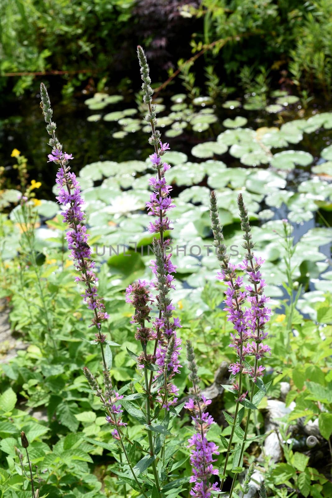 Lythrum salicaria is a wild medicinal plant with purple flowers. Loosestrife,Lythrum salicaria is a wild medicinal plant with purple flowers.