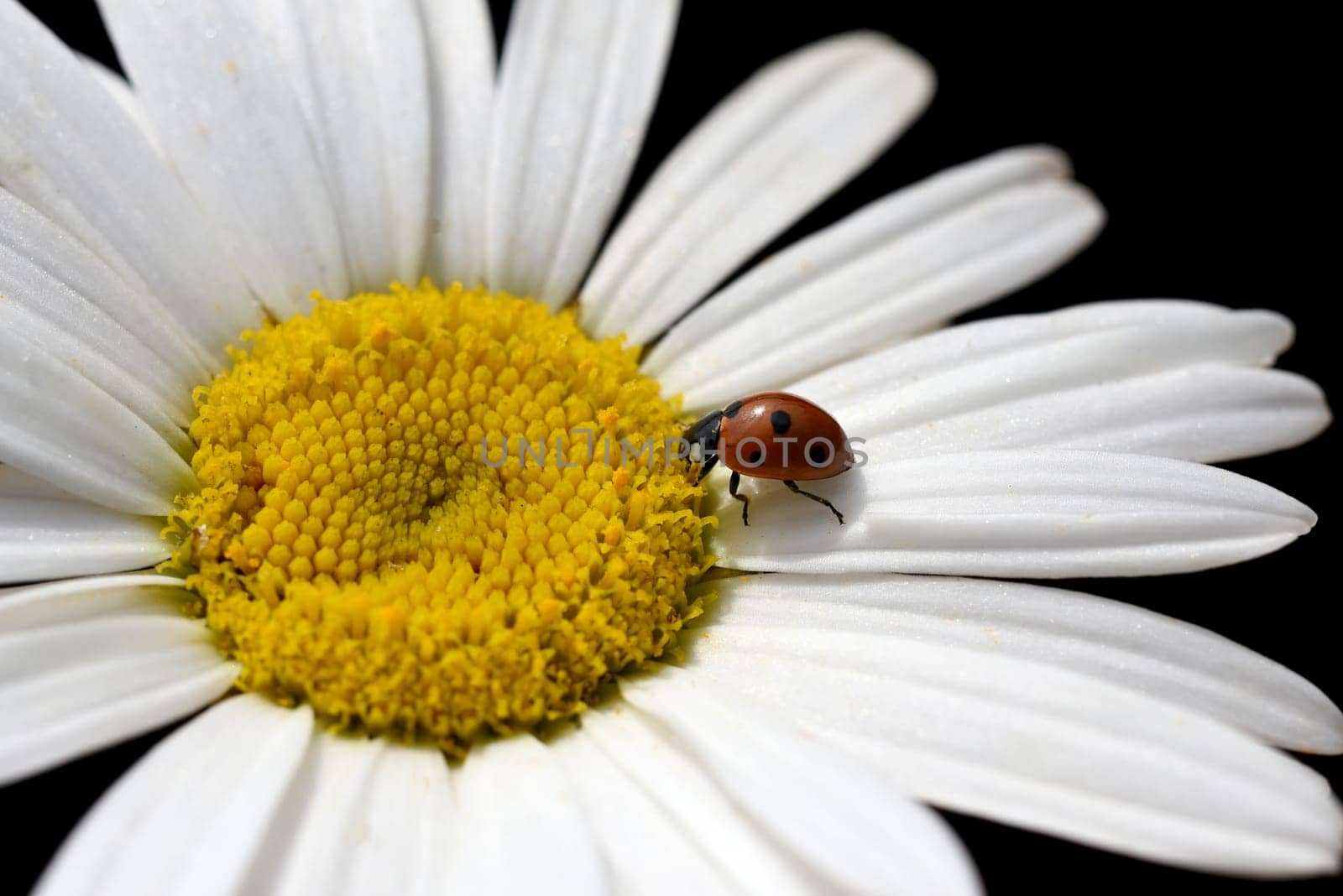 Marguerites form simple flowers,are pollen donors for bees and attract butterflies. They bloom from May to October. Daisies form simple flowers,are pollen donors for bees and attract butterflies. They bloom from May to October.