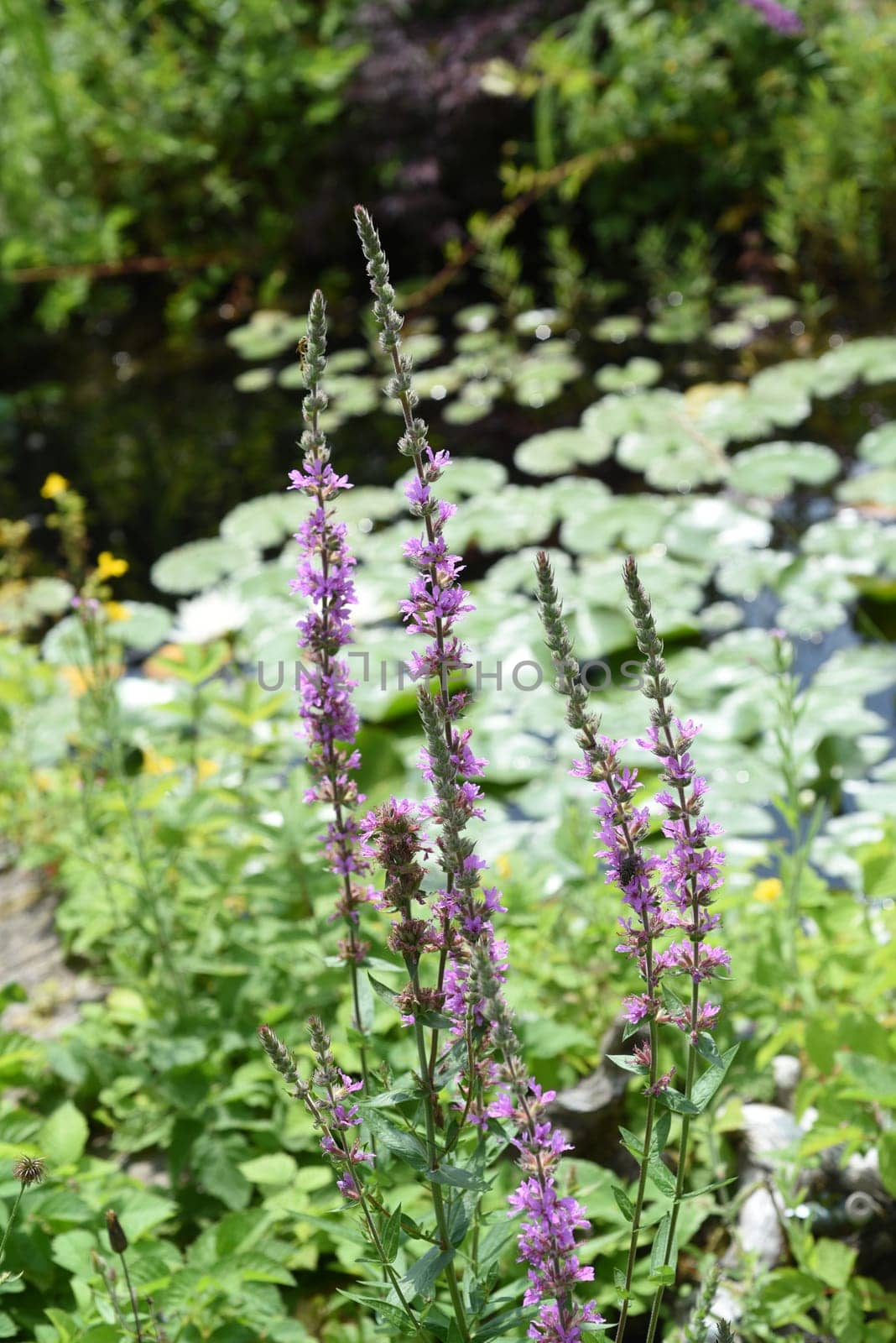 Lythrum salicaria is a wild medicinal plant with purple flowers. Loosestrife,Lythrum salicaria is a wild medicinal plant with purple flowers.