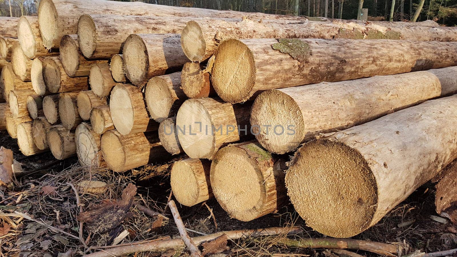 Spruce wood staems ready for transport after the felling. Spruce logs after the falls ready for transport.