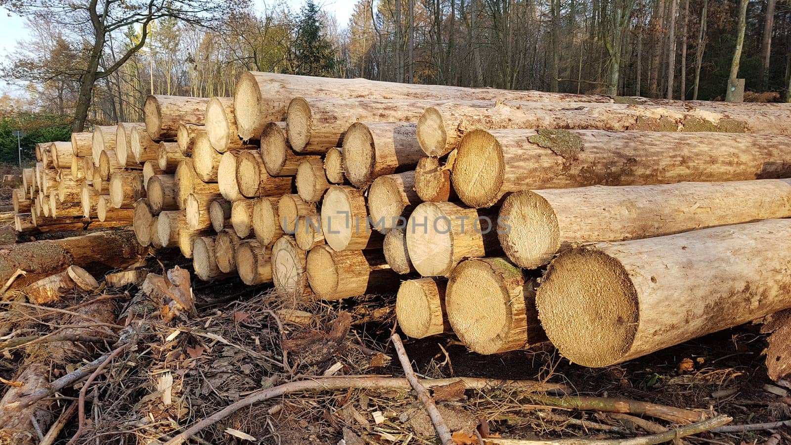 Spruce wood staems ready for transport after the felling. Spruce logs after the falls ready for transport.