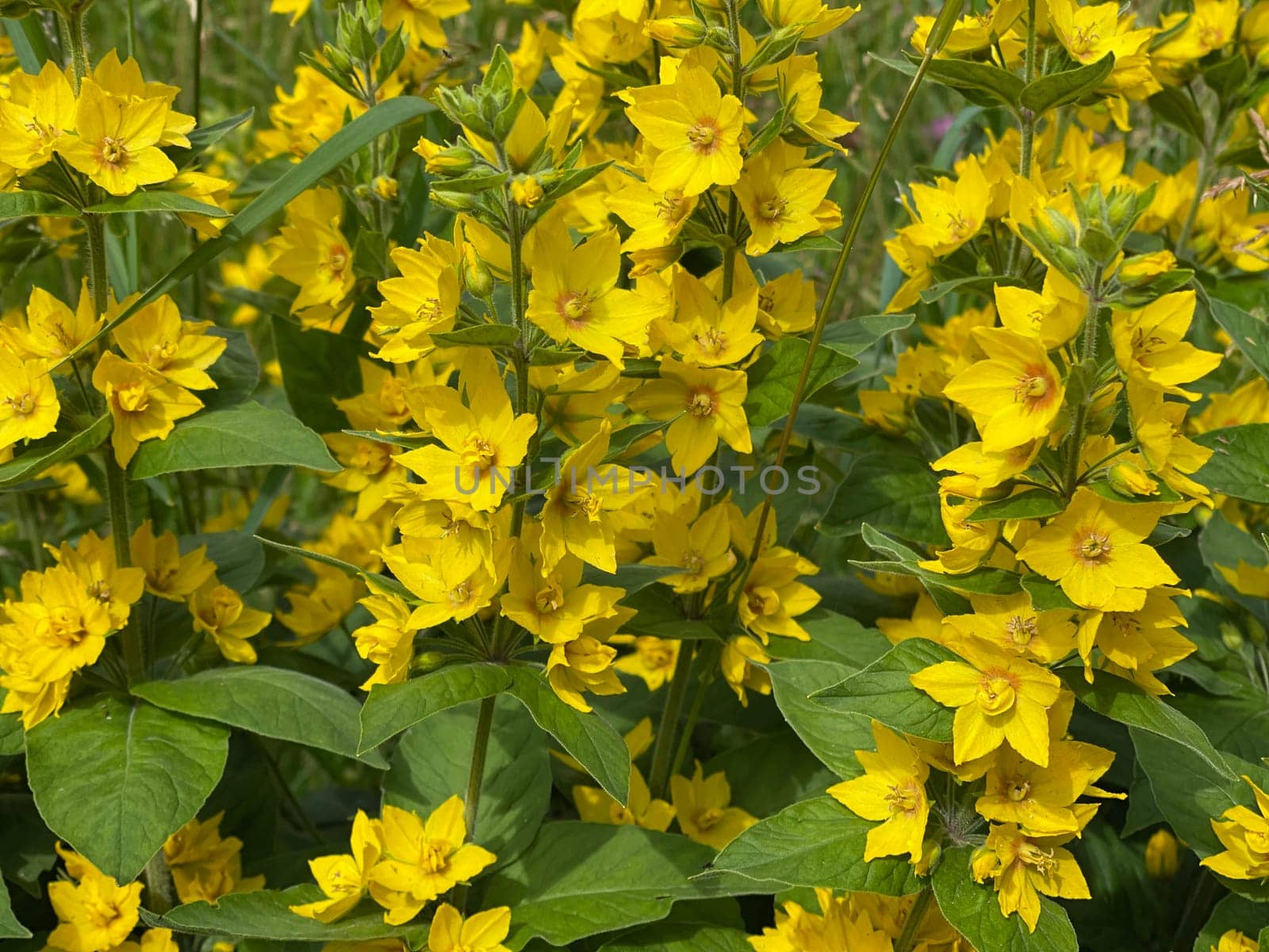 Spotted willow or Lysimachia punctata is a great plant that tolerates both full sun and partial shade. Spotted loosestrife,or Lysimachia punctata,is a great plant that tolerates both full sun and partial shade.