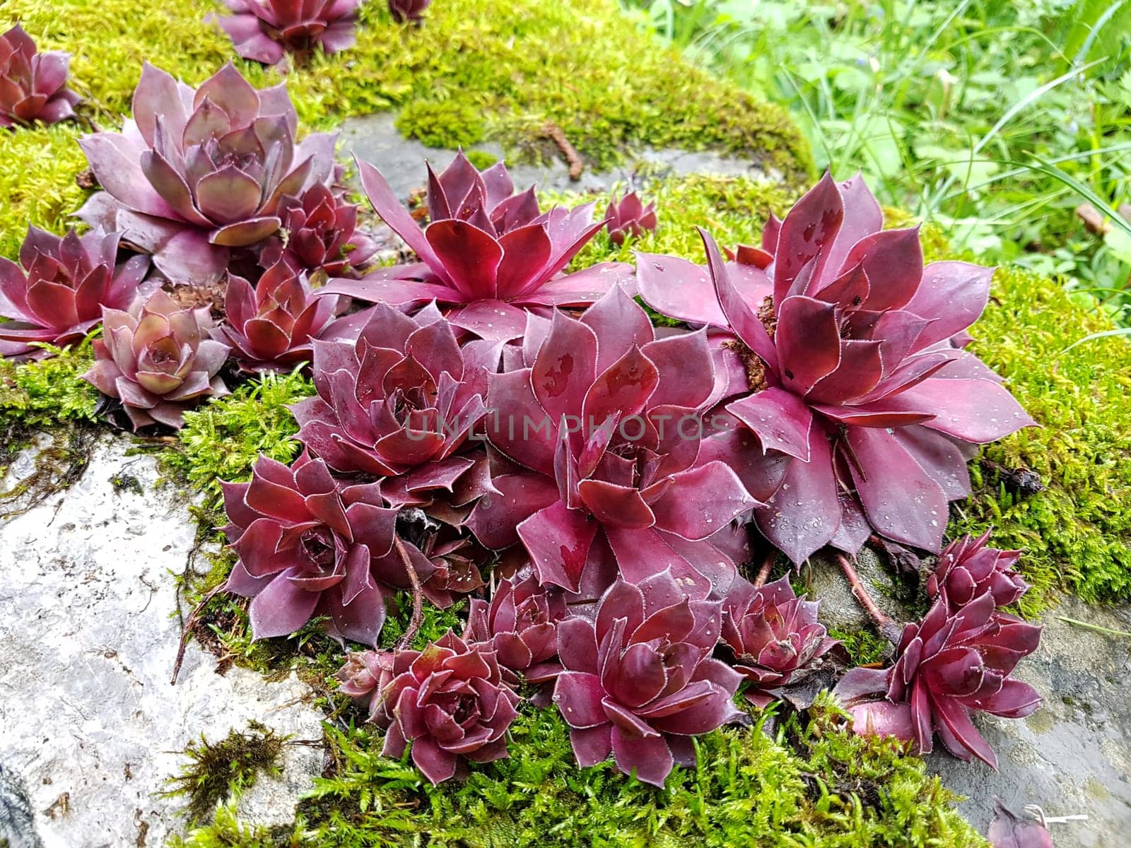 Hauswurz,Sempervivum,tectorum,is a medicinal plant and an alpine flower with red flowers. Houseleek,Sempervivum,tectorum,is a medicinal plant and an alpine flower with red flowers.