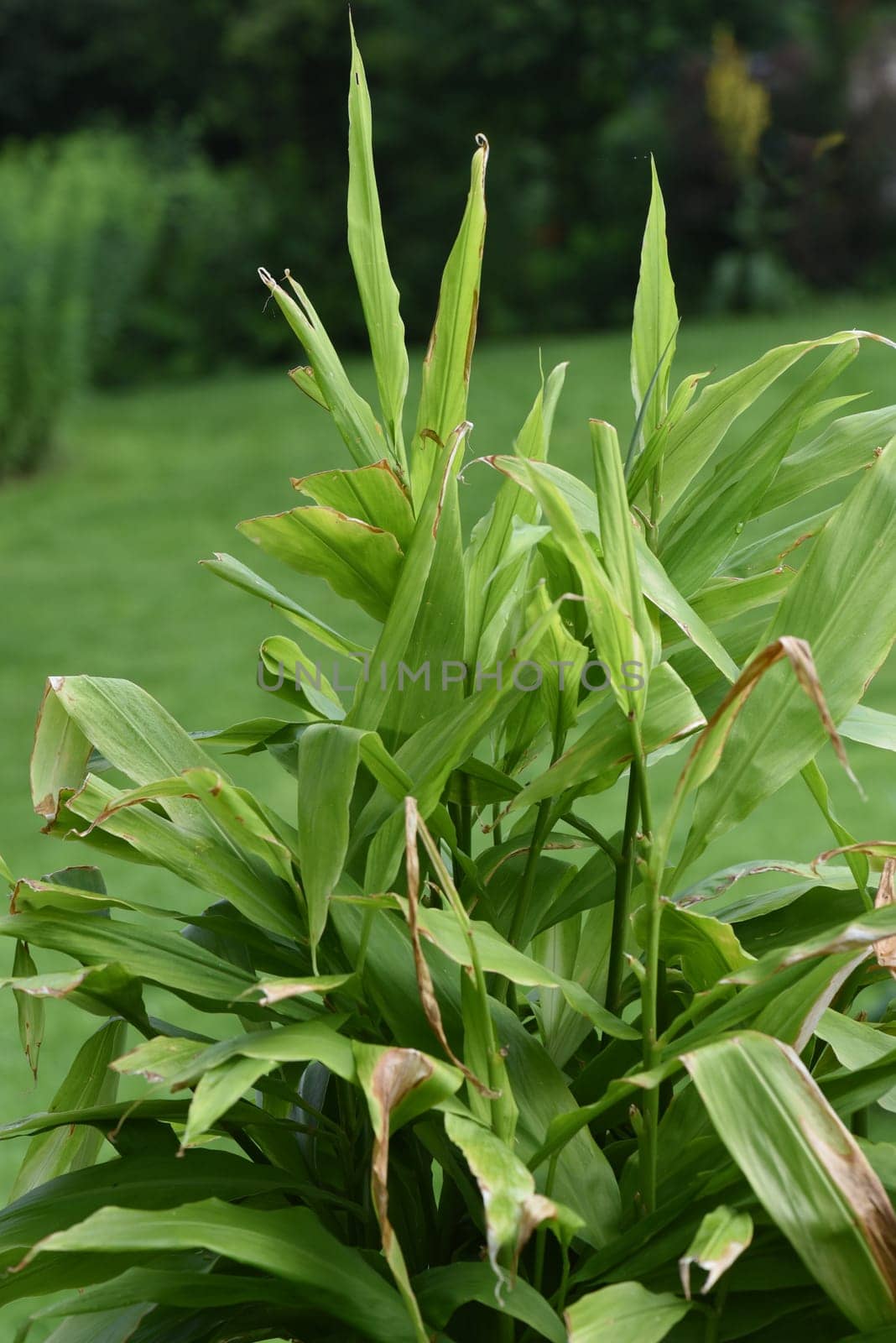 Ginger,Zingiber officinale is a sued fruit that is used as a food and medicinal plant. Ginger,Zingiber officinale,is a southern fruit that is used as a condiment and as a medicinal plant.