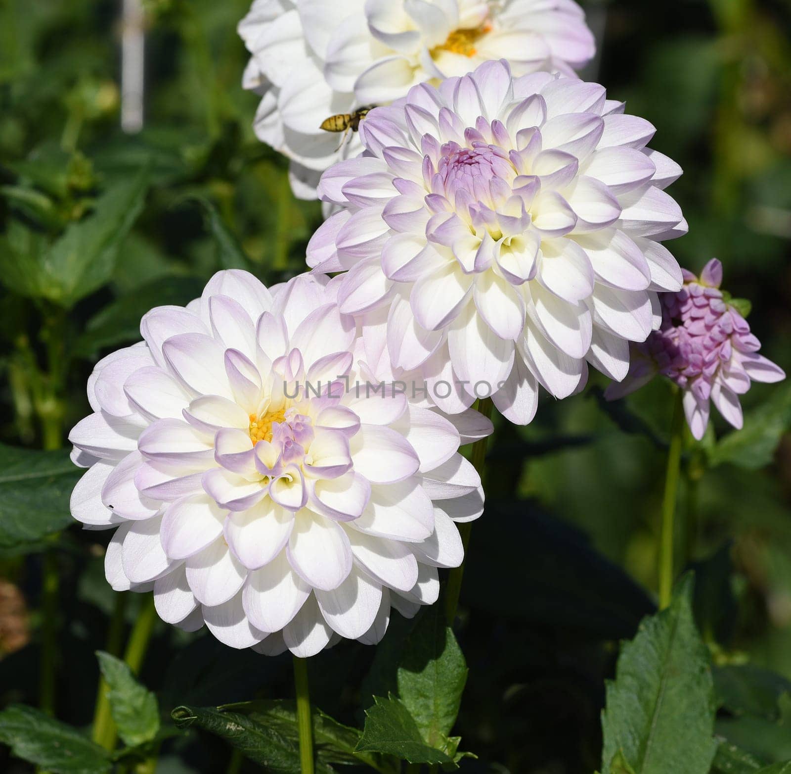 Decorative dahlias,also called decorative dahlias,are beautiful summer flowers. Decorative dahlias,also known as ornamental dahlias,are beautiful summer flowers.