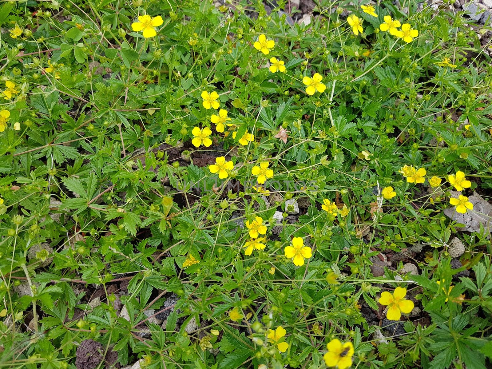. Fingerwort,Potentilla reptans is an important medicinal plant and is often used in medicine. Cinquefoil,Potentilla reptans is an important medicinal plant and is often used in medicine.