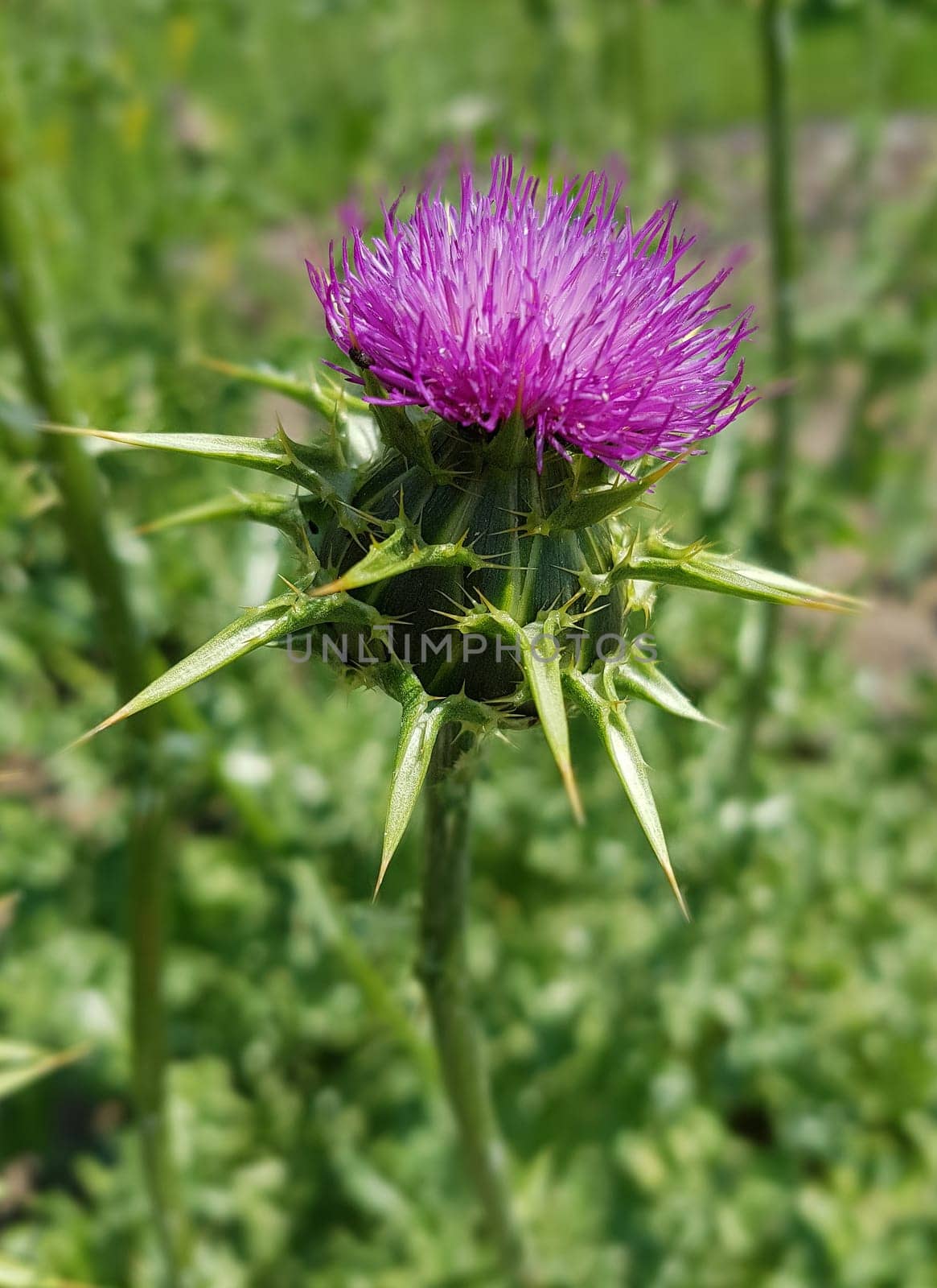 Milk thistle,Silybum marianum is an important medicinal plant. Milk thistle,Silybum marianum,is an important medicinal plant.