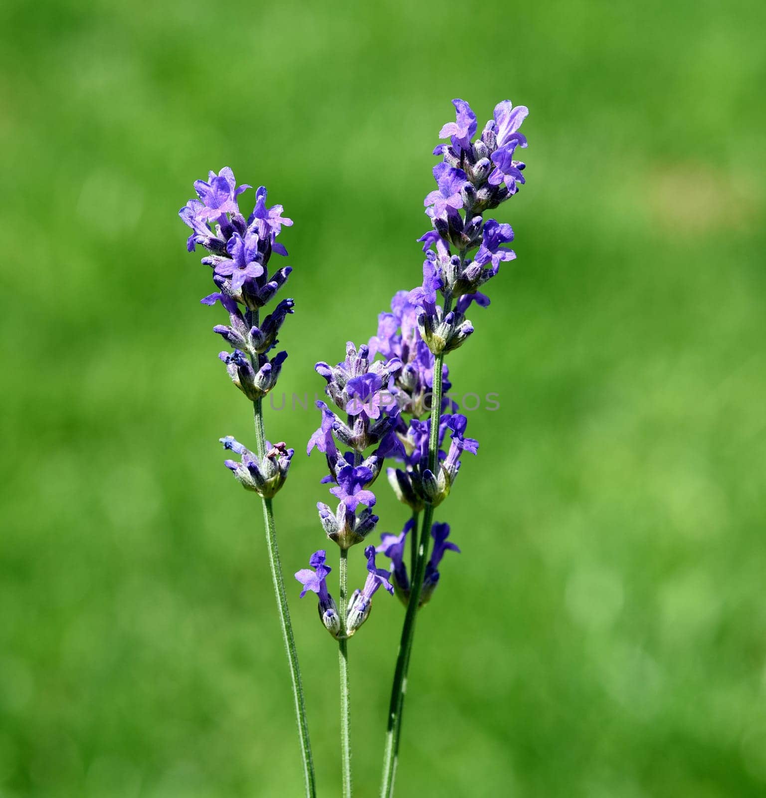 Lavender,lavendula officinalis is an important medicinal plant and a fragrant plant with blue flowers and is used in medicine. Lavender,lavendula officinalis is an important medicinal plant and a scented plant with blue flowers and is used in medicine.