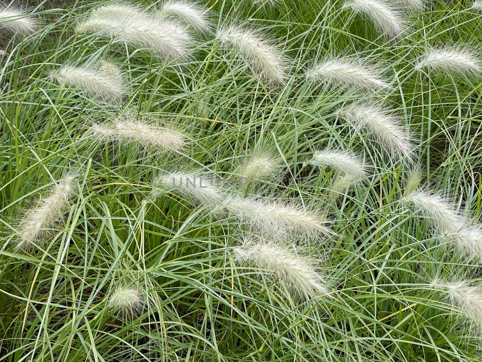 Lamp cleaner grass,feather bristle grass Pennisetum,is a beautiful grass perennial with feather-like bristles in autumn. Lamp cleaner grass,feather bristle grass pennisetum,is a beautiful grass perennial with feather-like bristles in autumn.