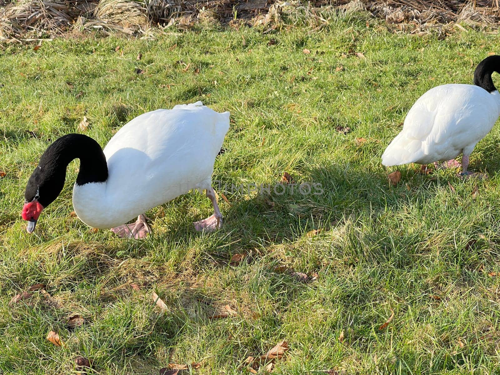The Black-necked Swan is a species of bird in the Anatidae family. The black-necked swan is a species of swan (Cygnus),which belongs to the family of duck birds (Anatidae).