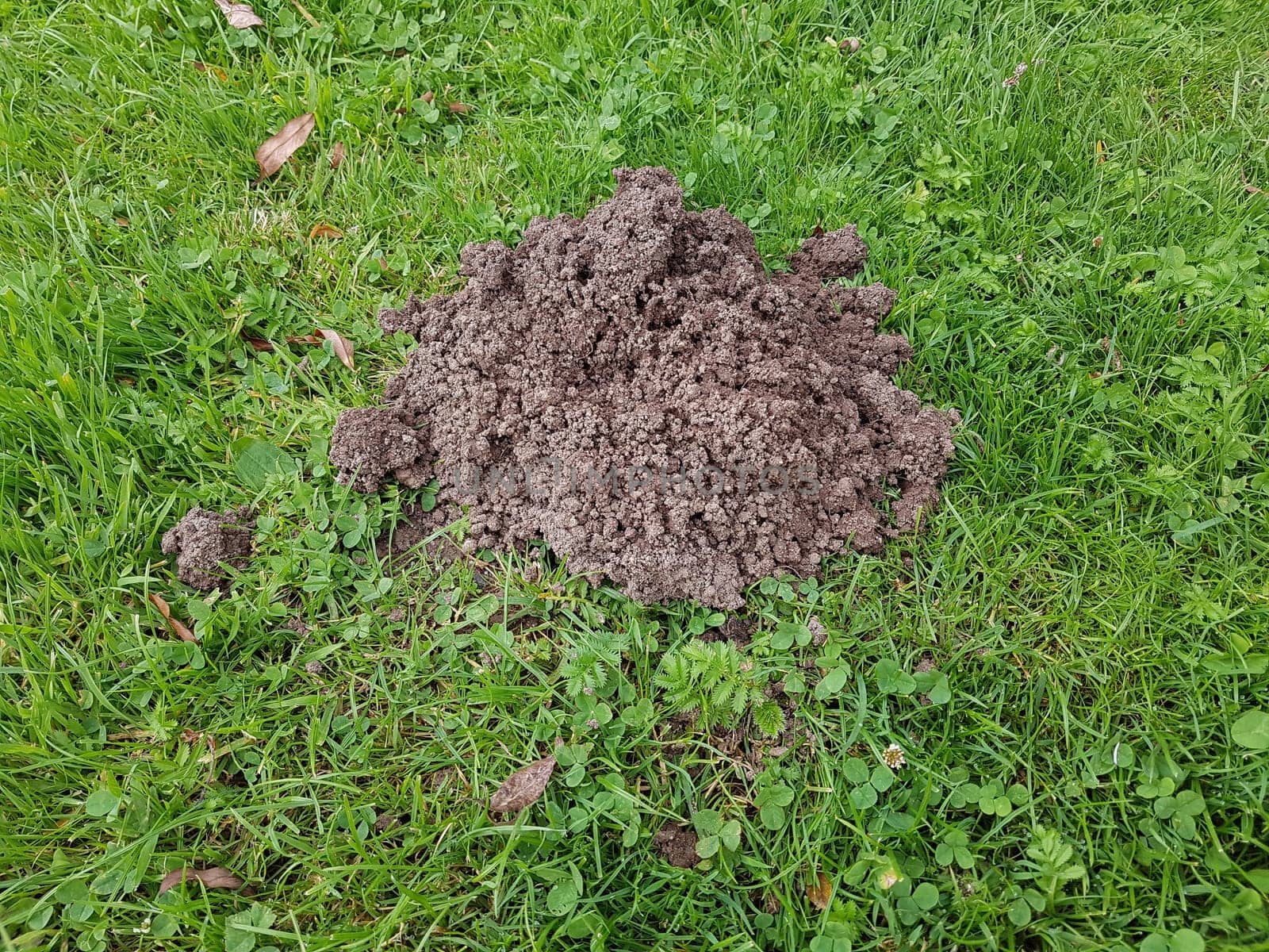 Mole hills on lawns can leave unpleasant marks. Molehills on lawns can leave unsightly marks.