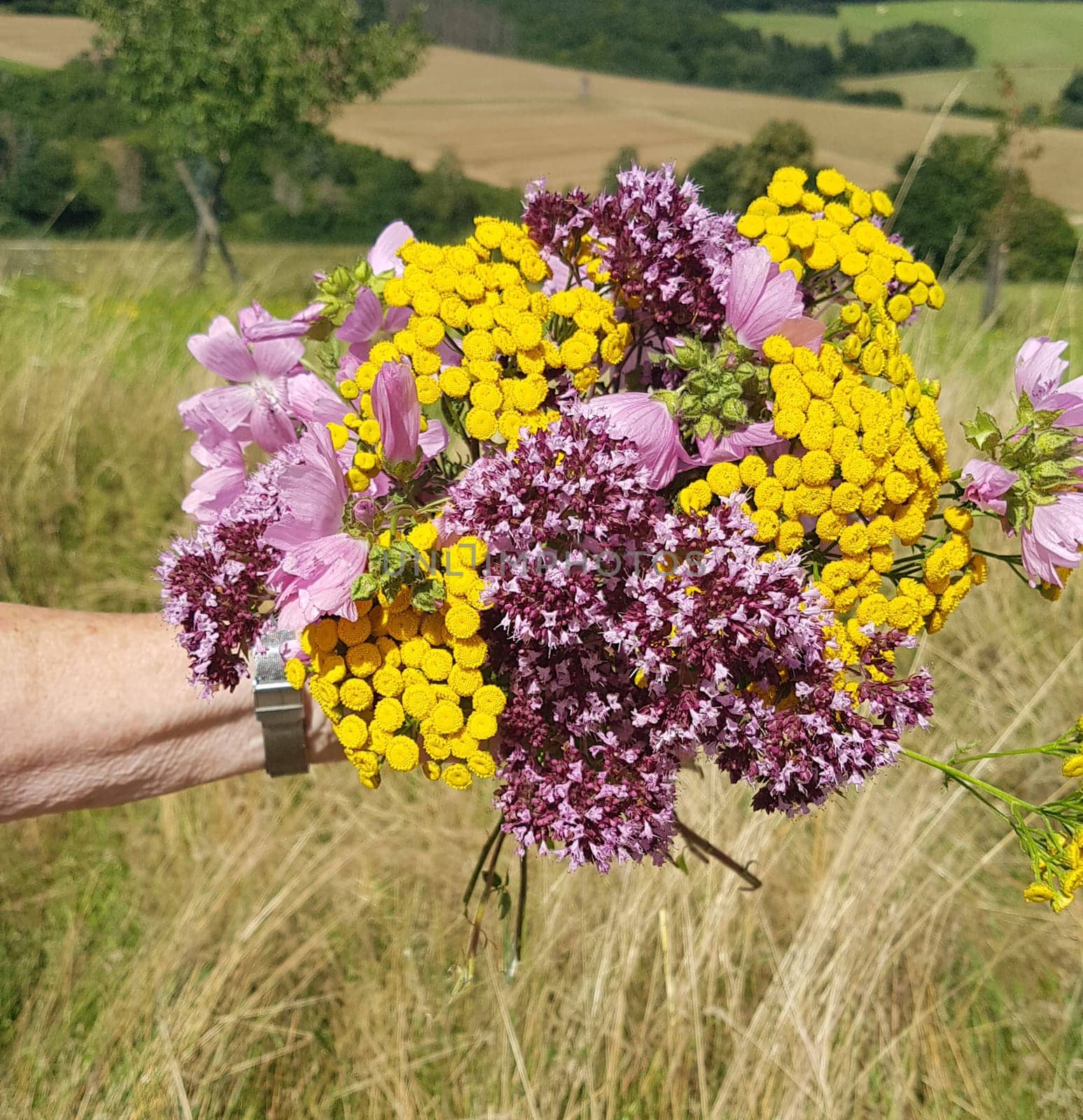 Bouquet of wildflowers ploughed on a wildflower meadow with many different flowers. Wildflower bouquet picked in a wildflower meadow with many different flowers.