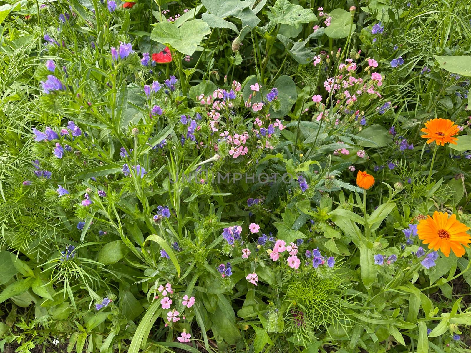 Wildflower meadows are vital flower meadows for insects. Wildflower meadows are flower meadows that are vital for insects.