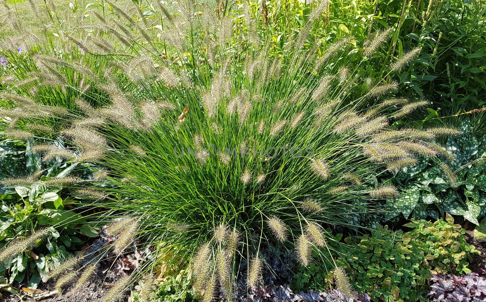 Lamp cleaner grass,feather bristle grass Pennisetum,is a beautiful grass perennial with feather-like bristles in autumn. Lamp cleaner grass,feather bristle grass pennisetum,is a beautiful grass perennial with feather-like bristles in autumn.