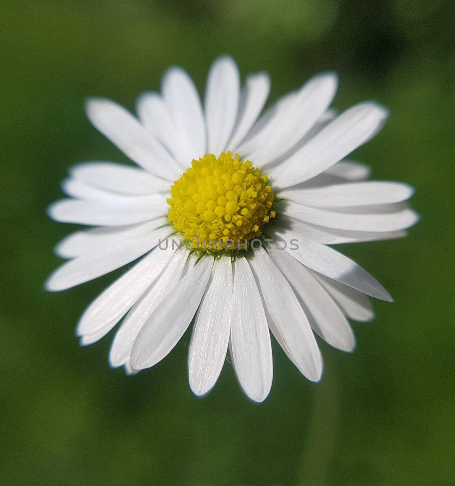 Marguerites form simple flowers,are pollen donors for bees and attract butterflies. They bloom from May to October. Daisies form simple flowers,are pollen donors for bees and attract butterflies. They bloom from May to October.