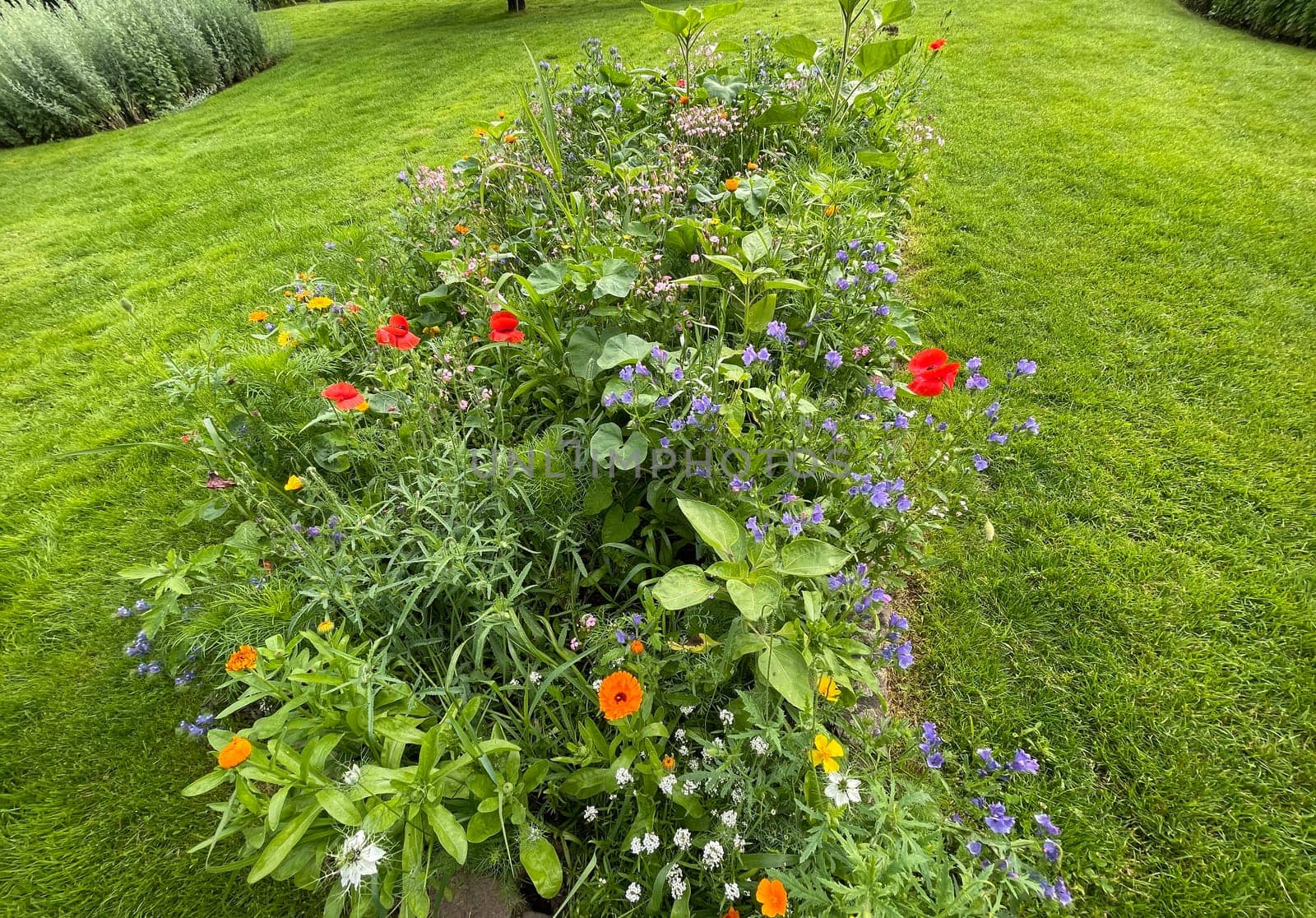 Wildflower meadows are vital flower meadows for insects. Wildflower meadows are flower meadows that are vital for insects.