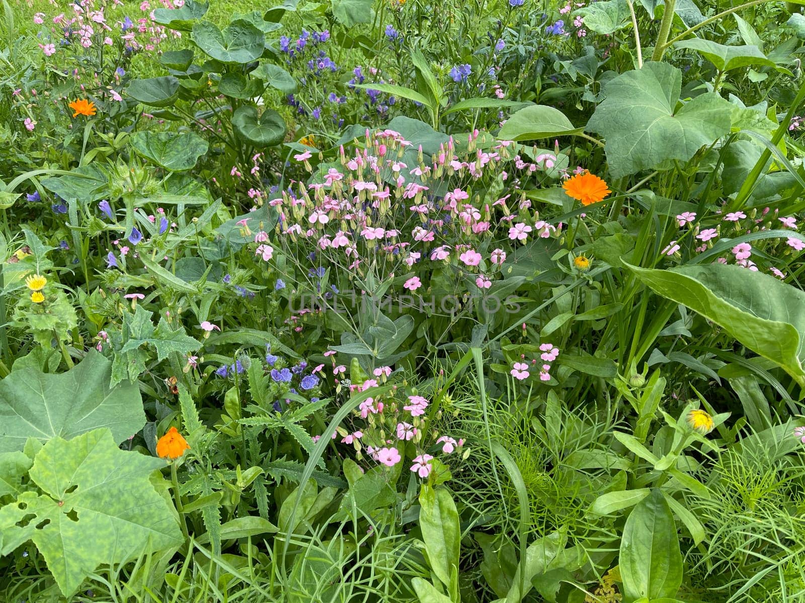 Wildflower meadows are vital flower meadows for insects. Wildflower meadows are flower meadows that are vital for insects.