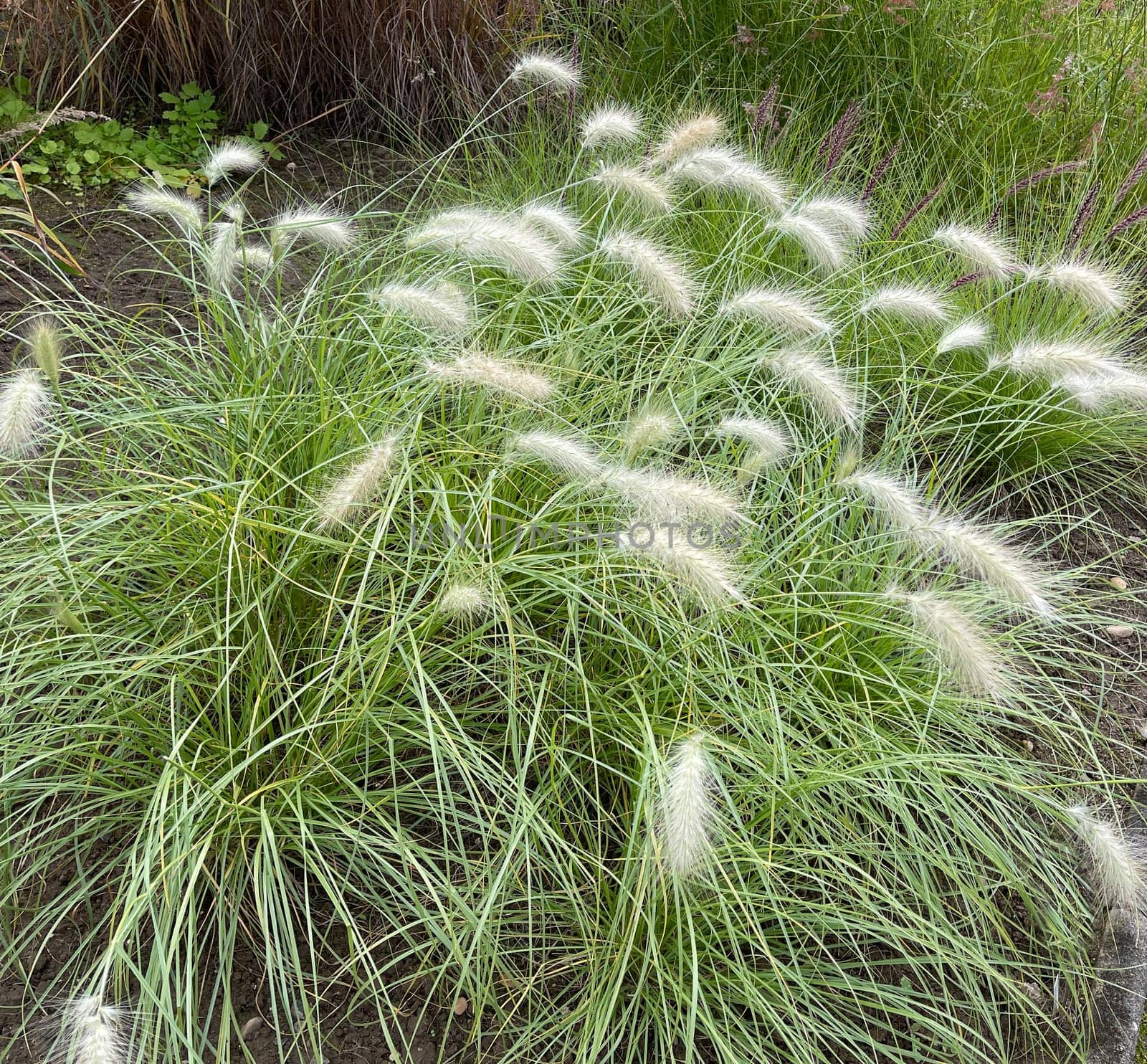 Lamp cleaner grass,feather bristle grass Pennisetum,is a beautiful grass perennial with feather-like bristles in autumn. Lamp cleaner grass,feather bristle grass pennisetum,is a beautiful grass perennial with feather-like bristles in autumn.