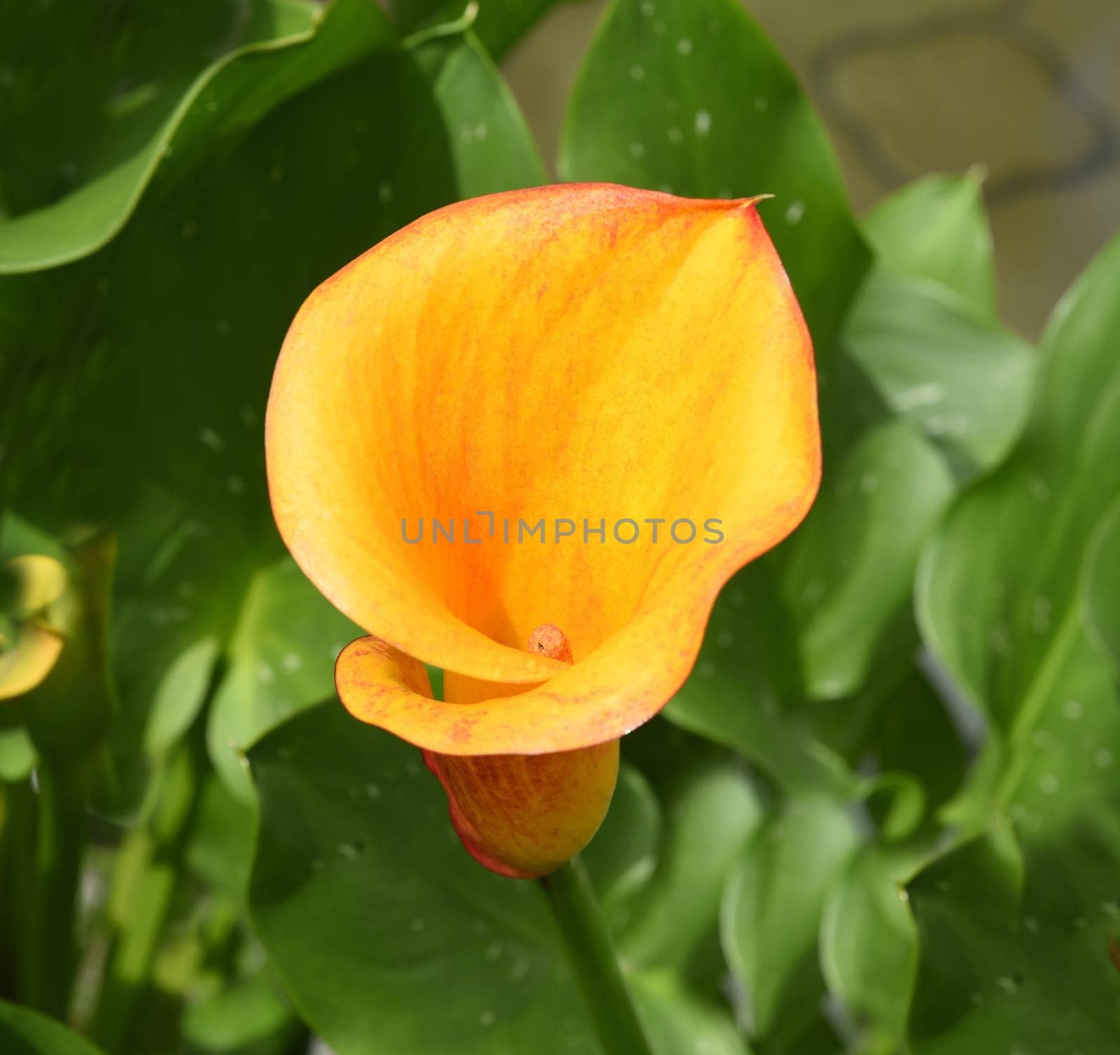 Zantedeschia,also called Zimmercalla,is a beautiful flowering plant.  Zantedeschia,also called room calla,is a beautiful flowering plant.