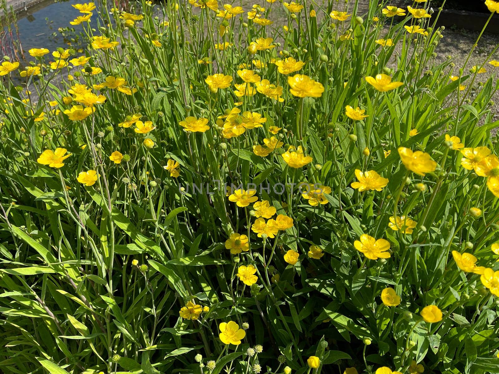Tongue foot,Ranunculus lingua is an aquatic plant with yellow blues. Tongue buttercup,Ranunculus lingua is an aquatic plant with yellow flowers.