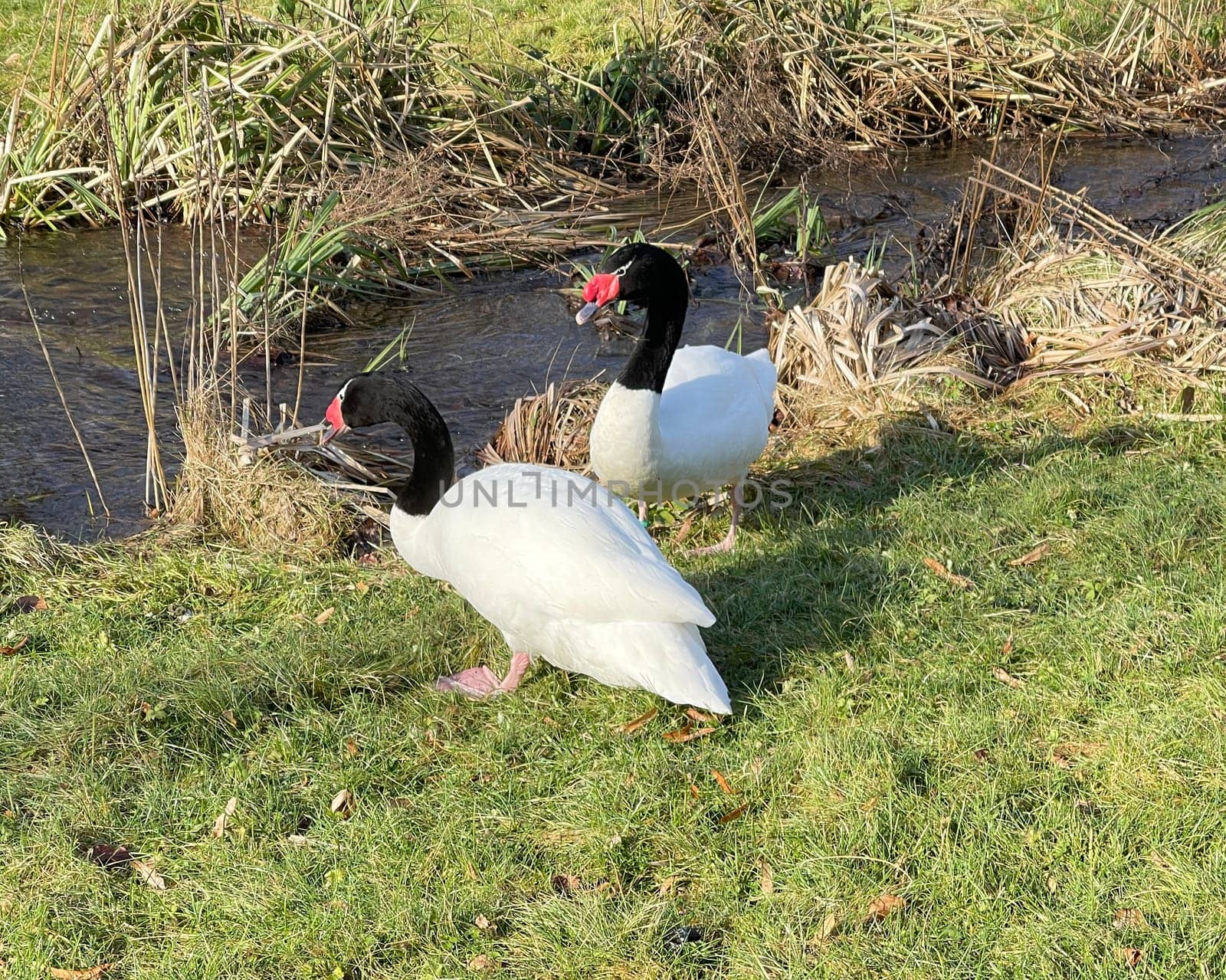 The Black-necked Swan is a species of bird in the Anatidae family. The black-necked swan is a species of swan (Cygnus),which belongs to the family of duck birds (Anatidae).