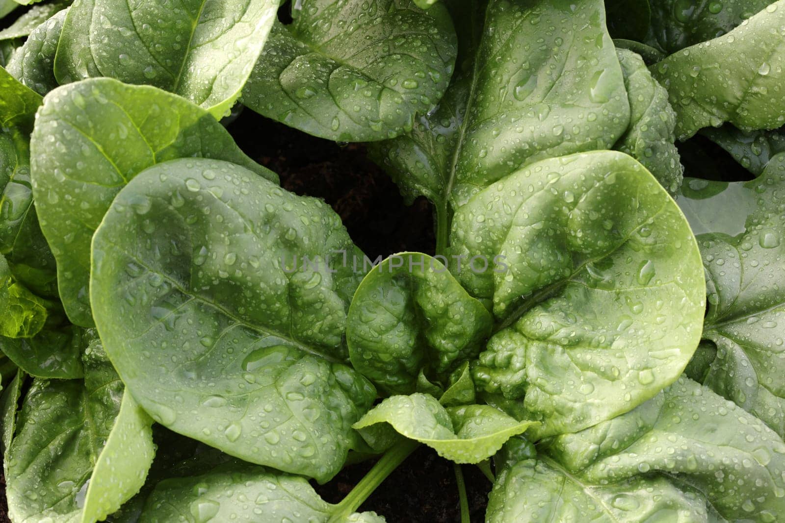Fresh organic Leaves of Spinach on the Field in Germany