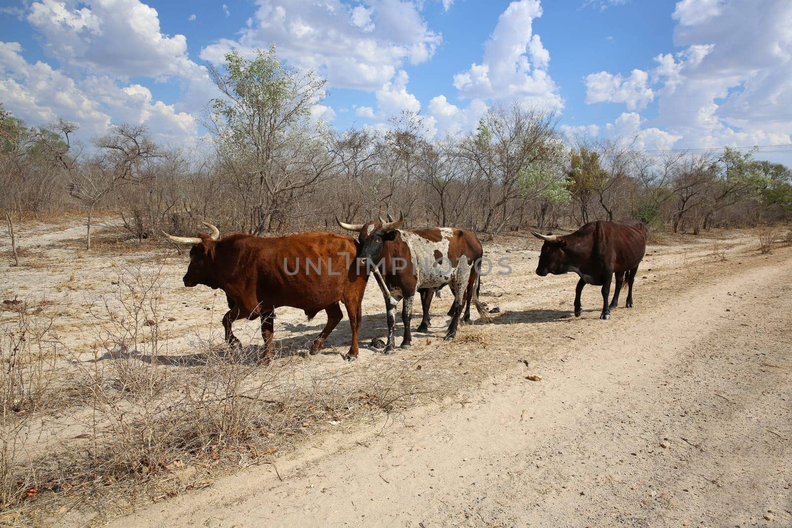 Cattle in Namibia