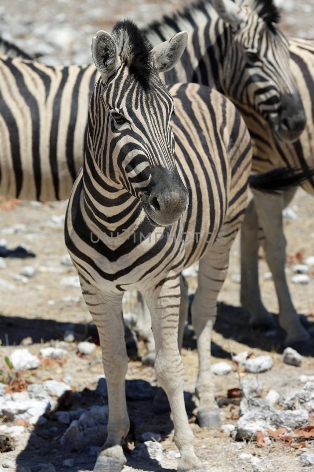 Mountain Zebra in Etosha National Park. Namibia