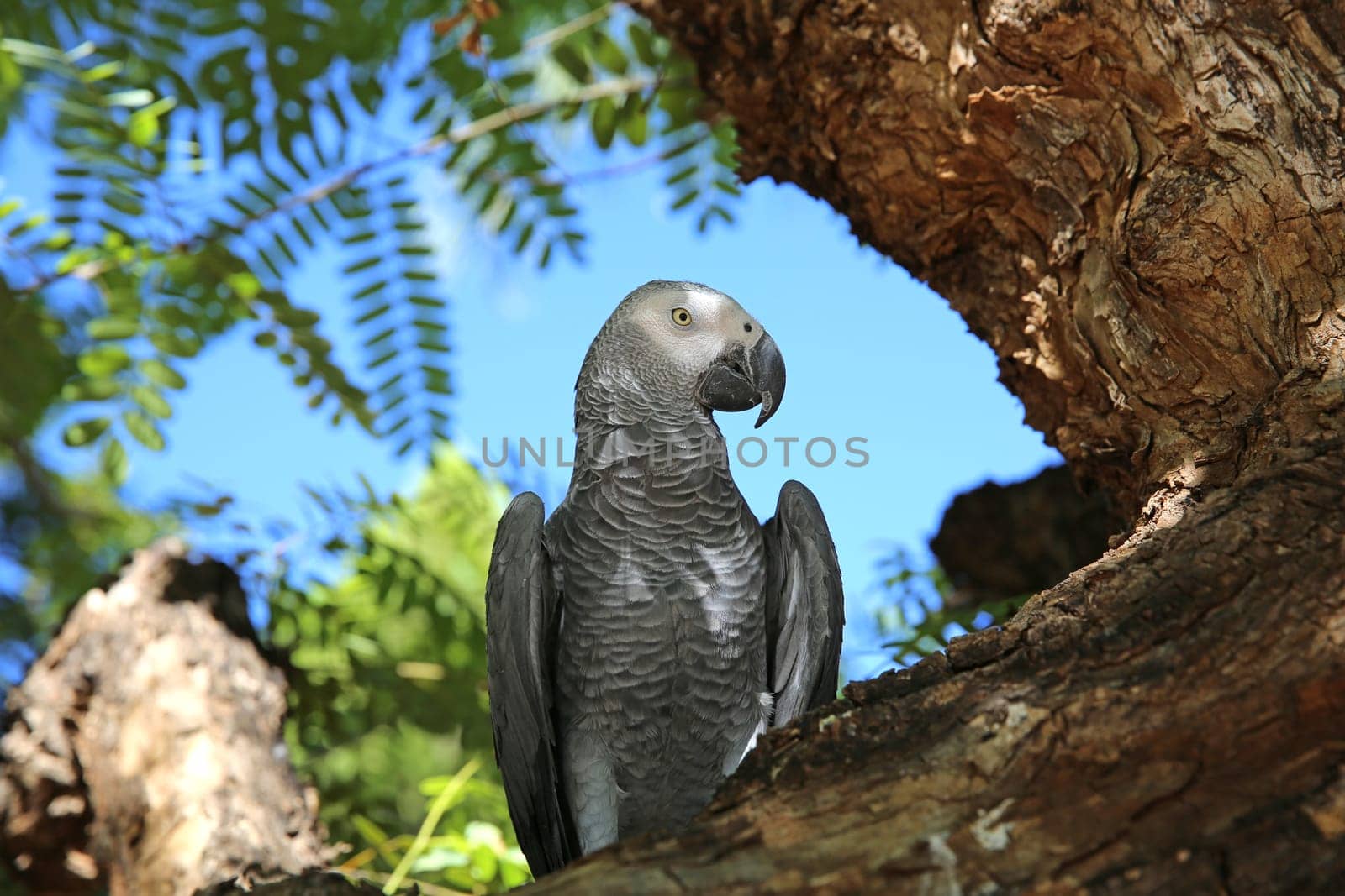 Parrot in Namibia. Africa