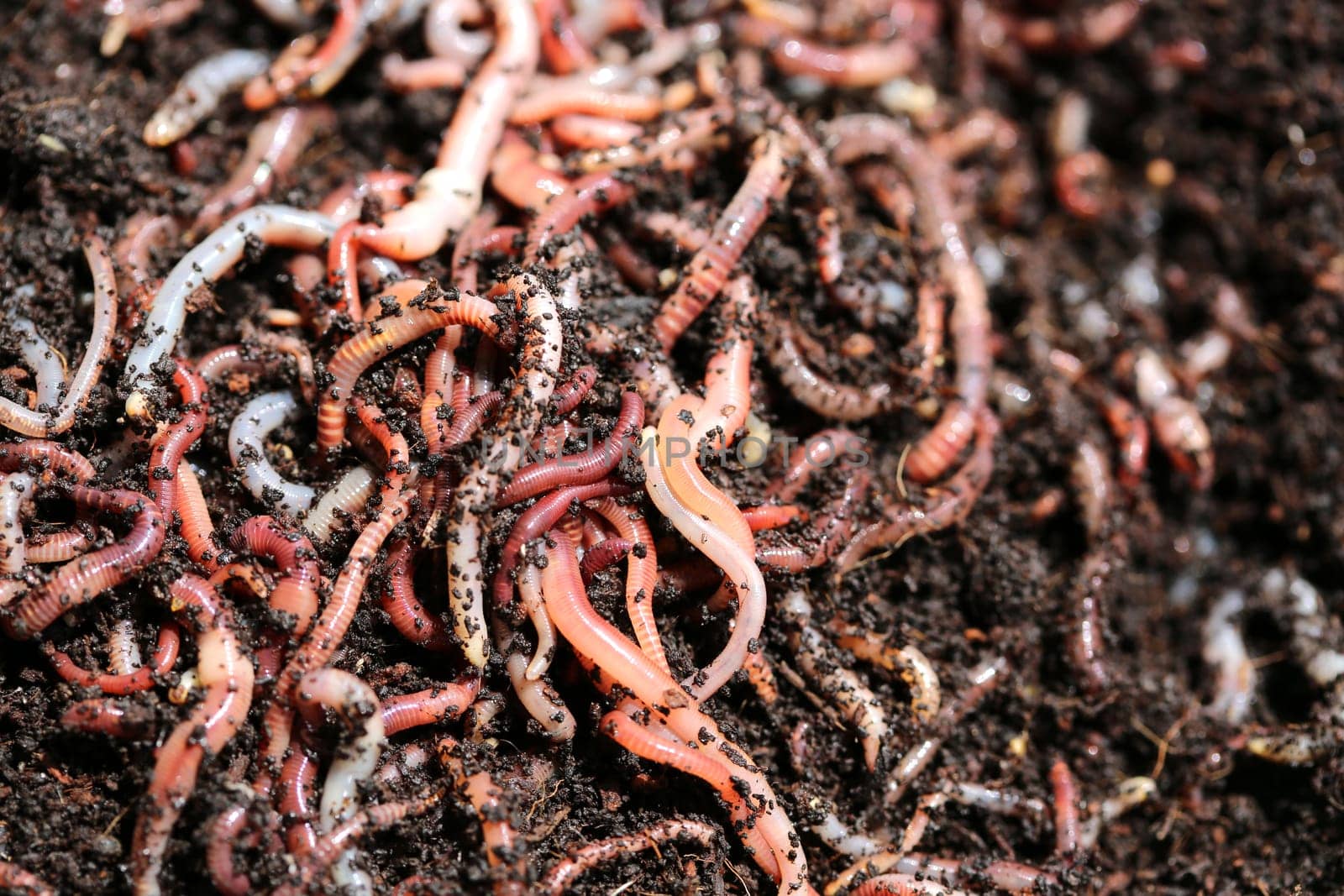 Earthworms for Fishing or Compost