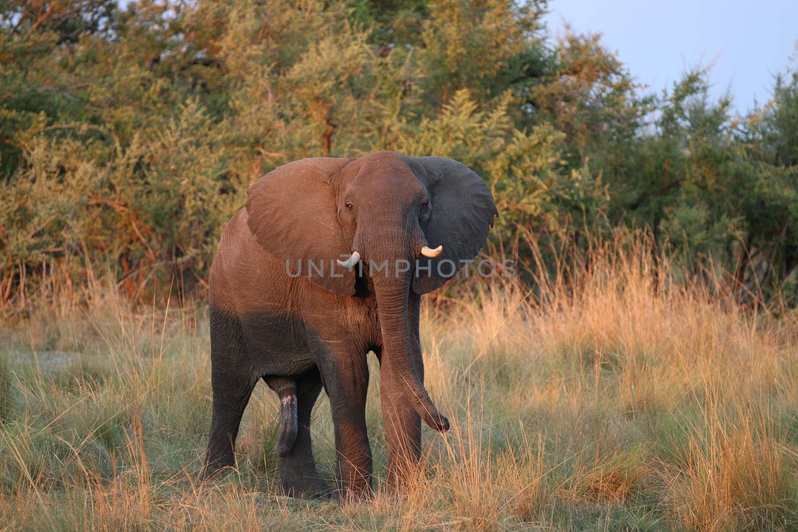 Elephant in Chobe Nationalpark. Botswana