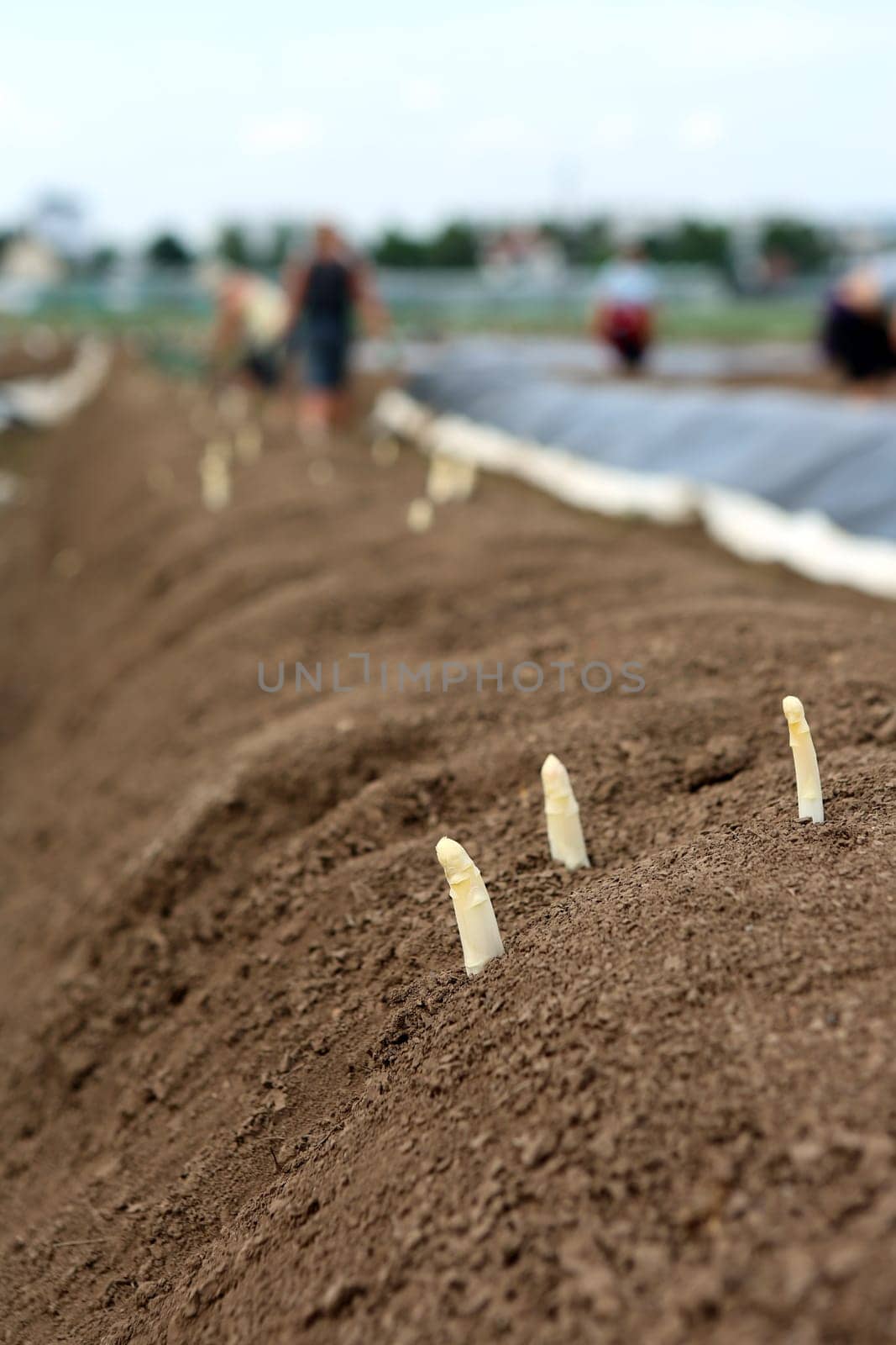Asparagus harvest in Germany