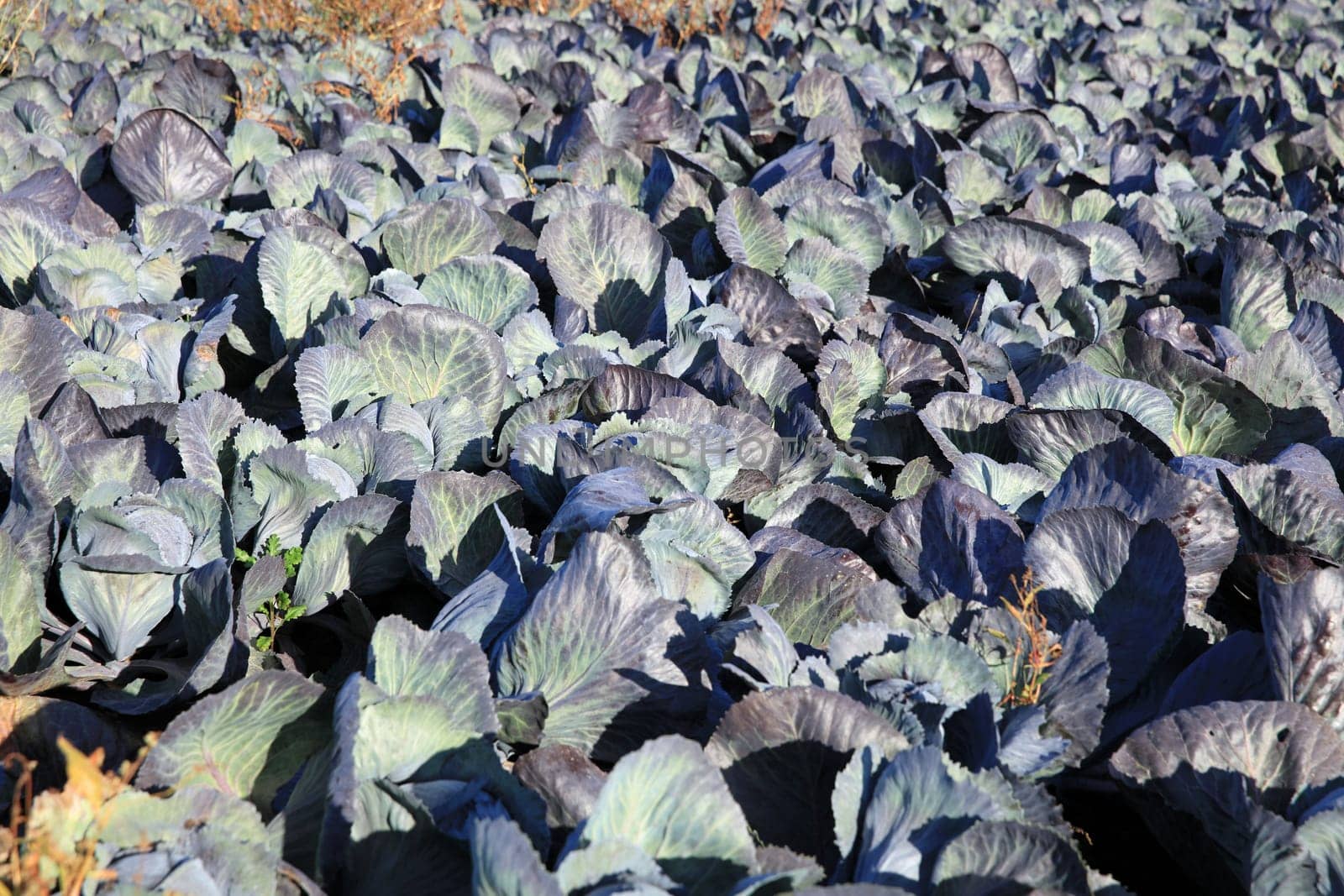 Red Cabbage on the Field in Germany