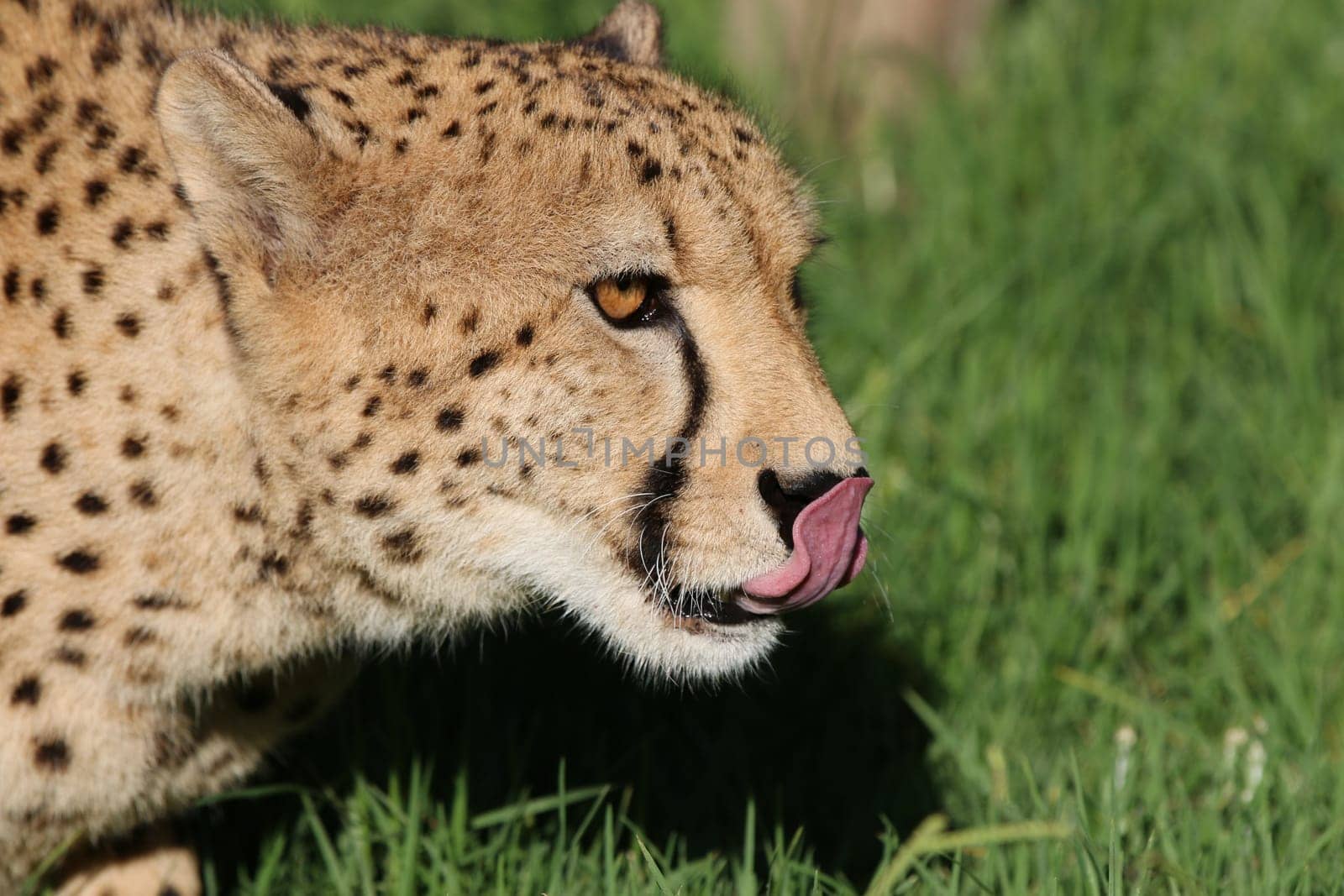Cheetah in South Africa