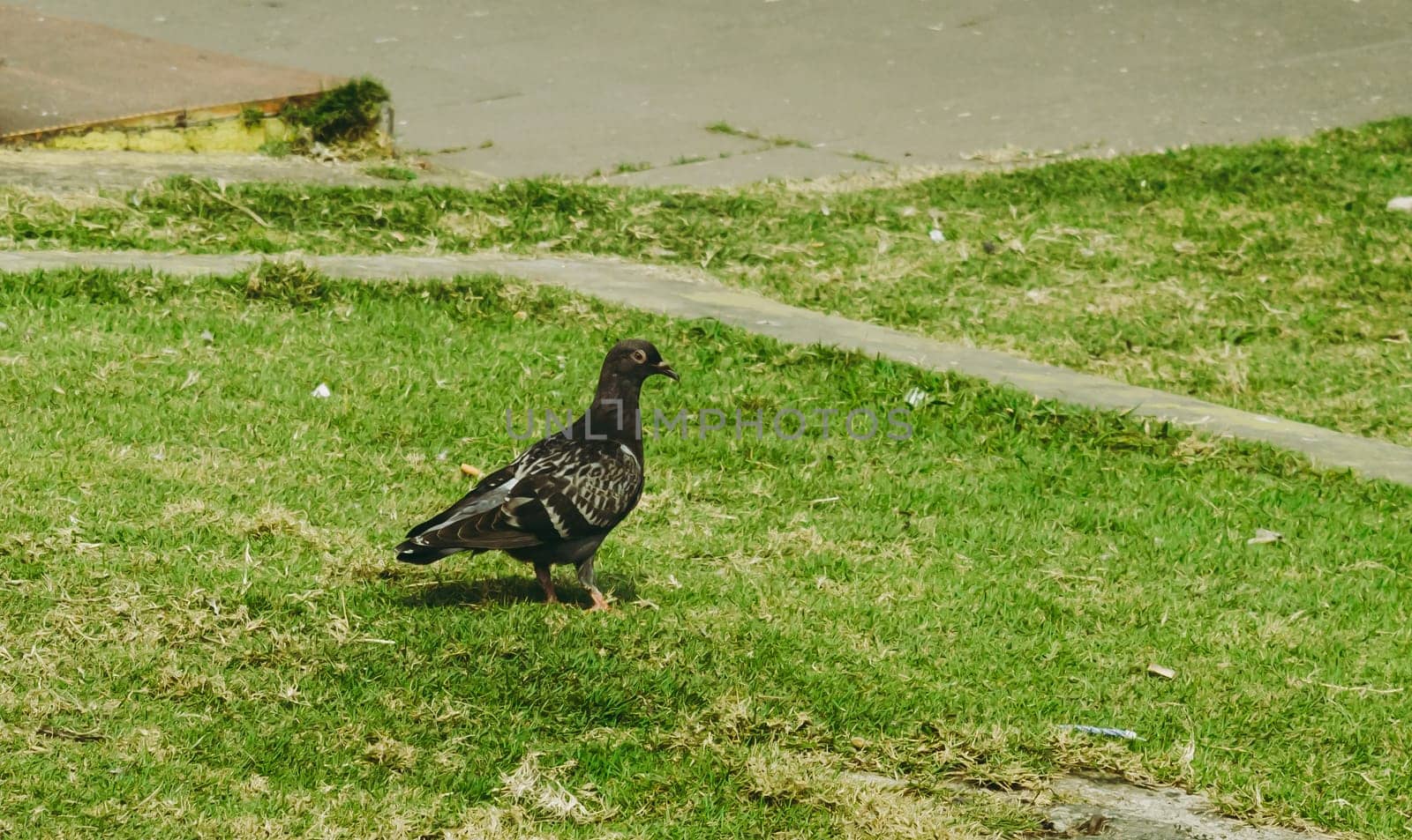 A pigeon sitting on the green grass of a garden.