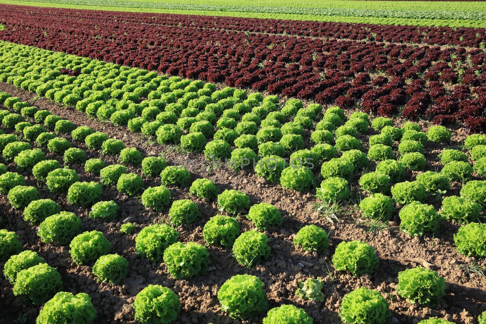 Fresh organic Lettuce on the Field in Germany