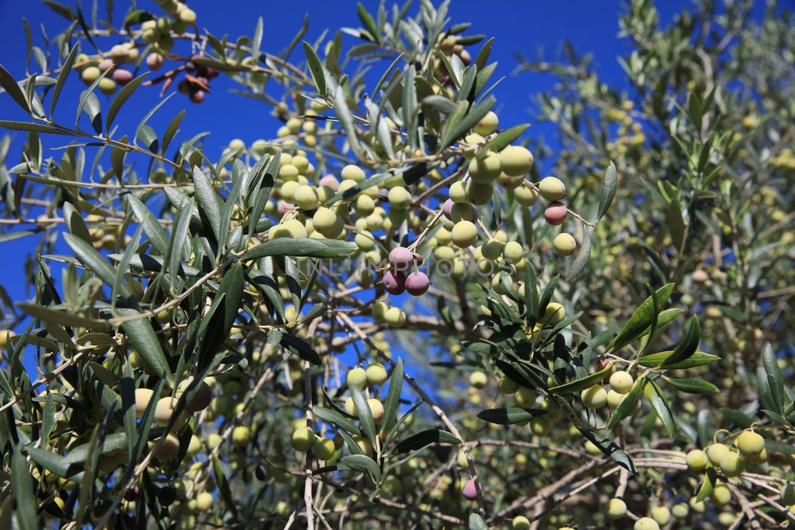 Green Olives on Tree. Majorca. Spain