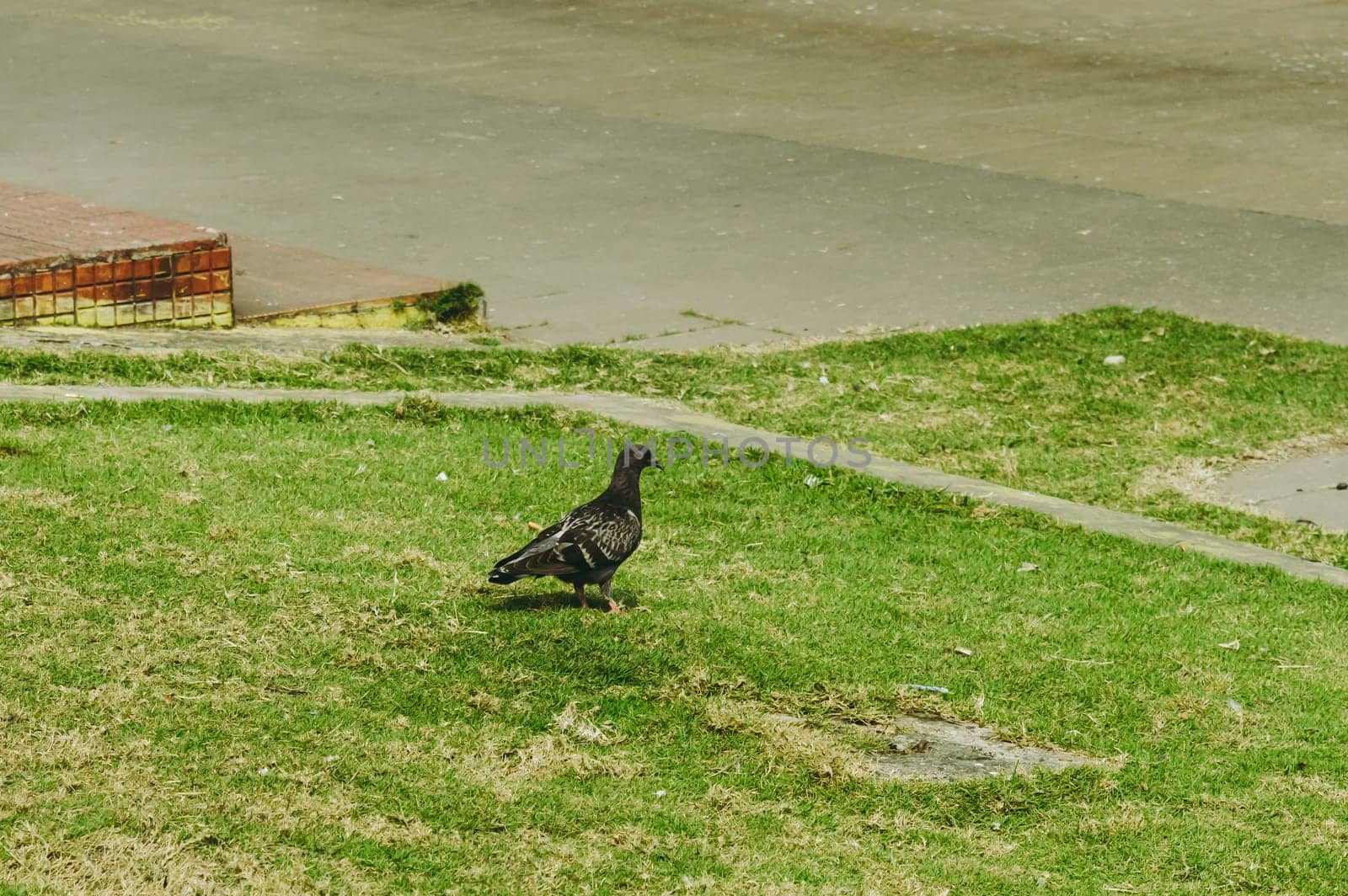 A pigeon sitting on the green grass of a garden.