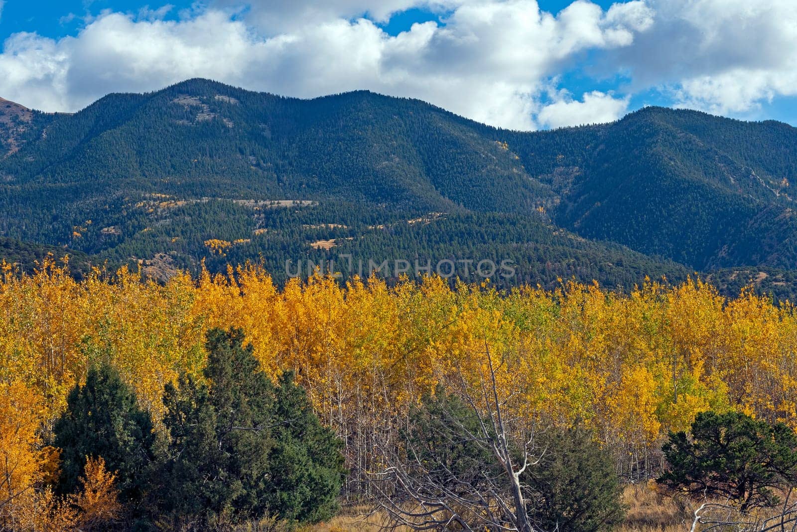 Aspen in the Fall Below Green Hills in the Great Sand Dunes National Park in Colorado
