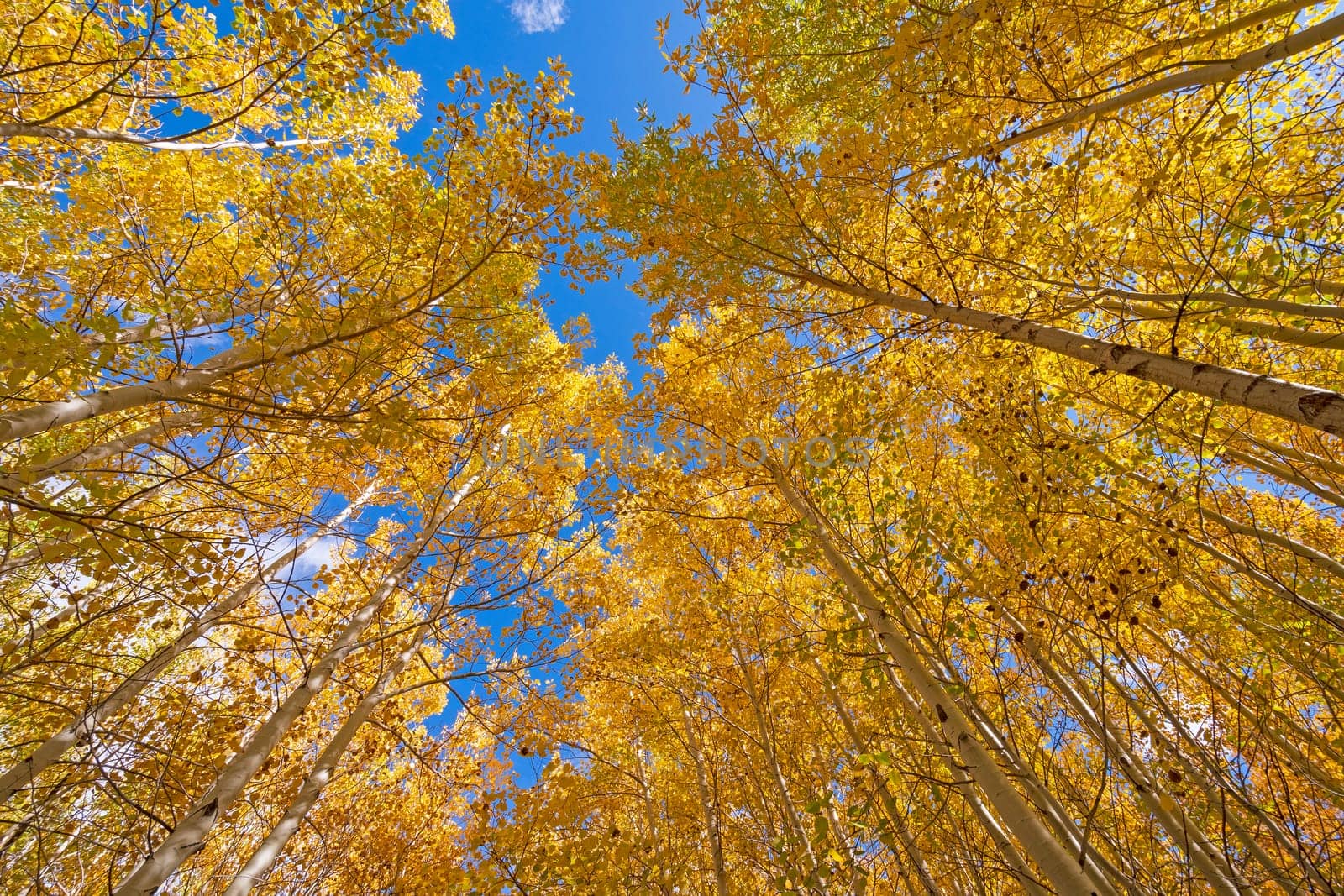 Aspen in Fall Colors Looming Overhead in Great Sand Dunes National Park in Colorado