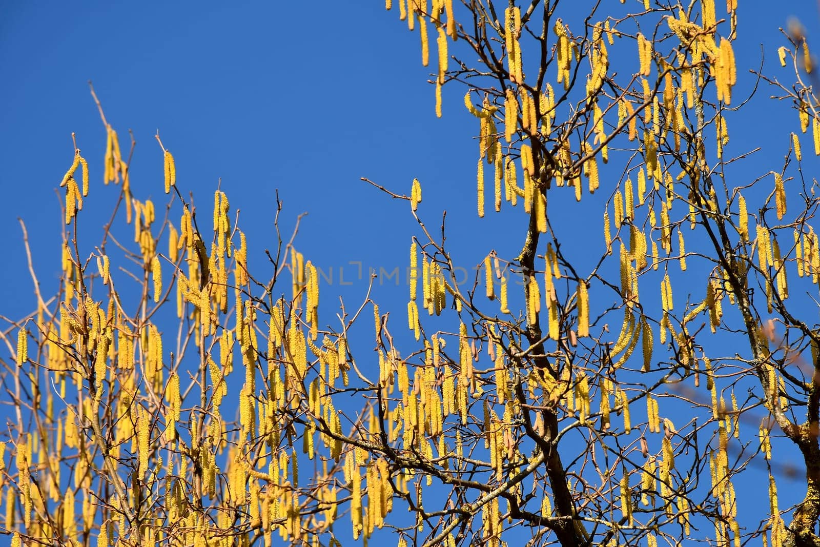 Hazelnut blossom in Germany in wintertime