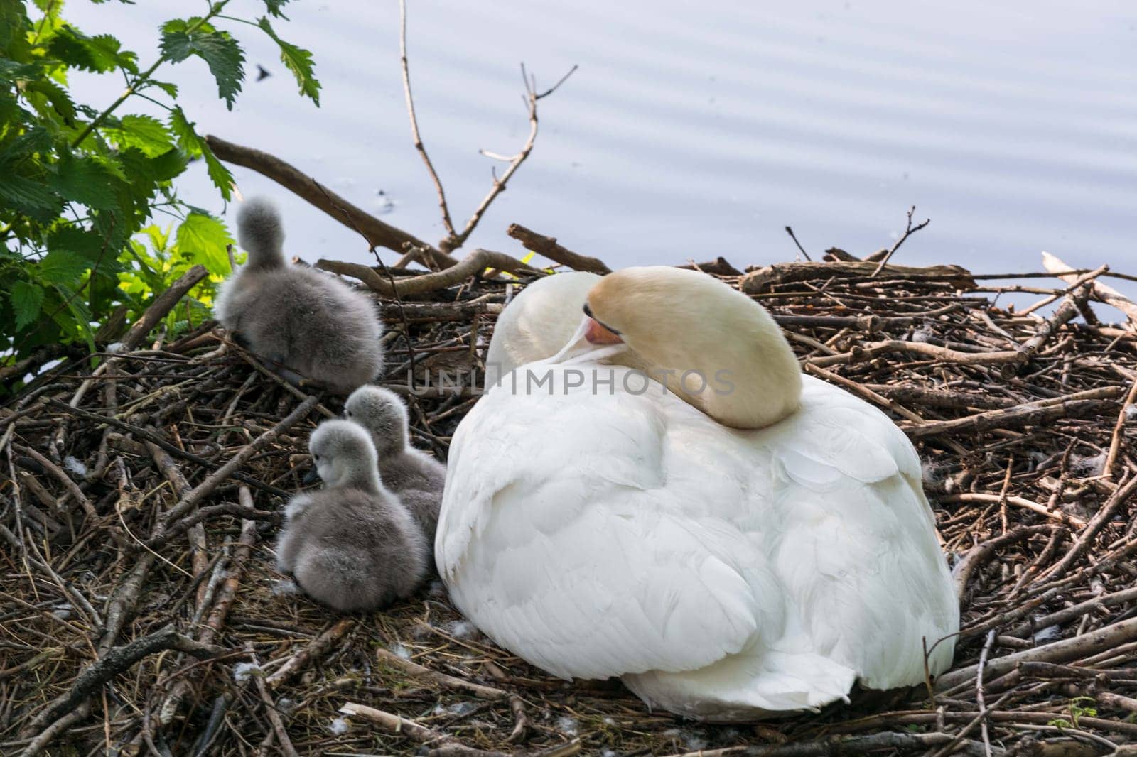 Swan's nest in the Heiligenhaus at the Abtskücherteich. Mother bird with little baby learn to swim. Wild swans in spring. .