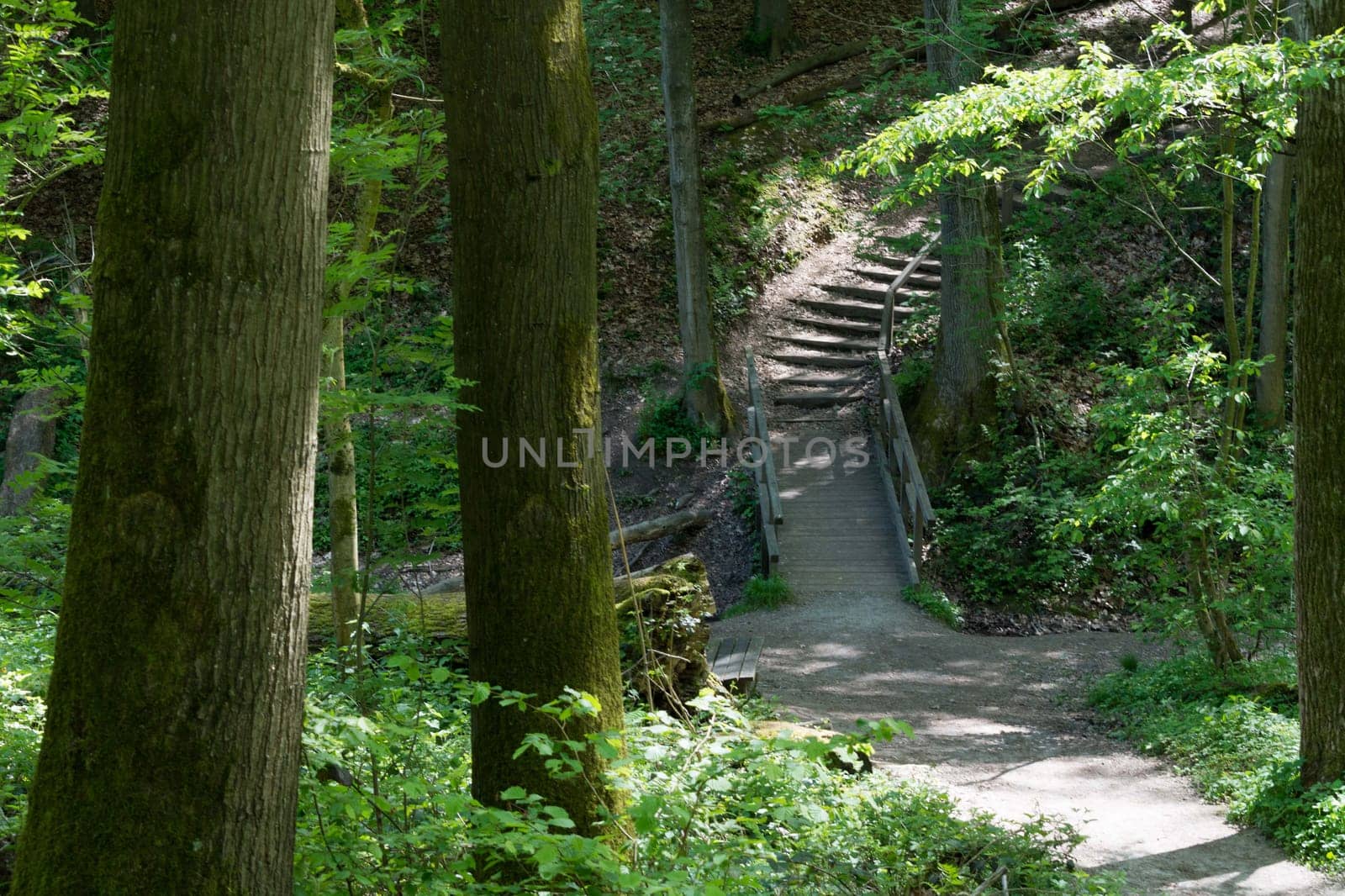 On the community narrow path of narrow stepping stones with handrail in the middle of a forest with tall trees at sunset or sunrise.