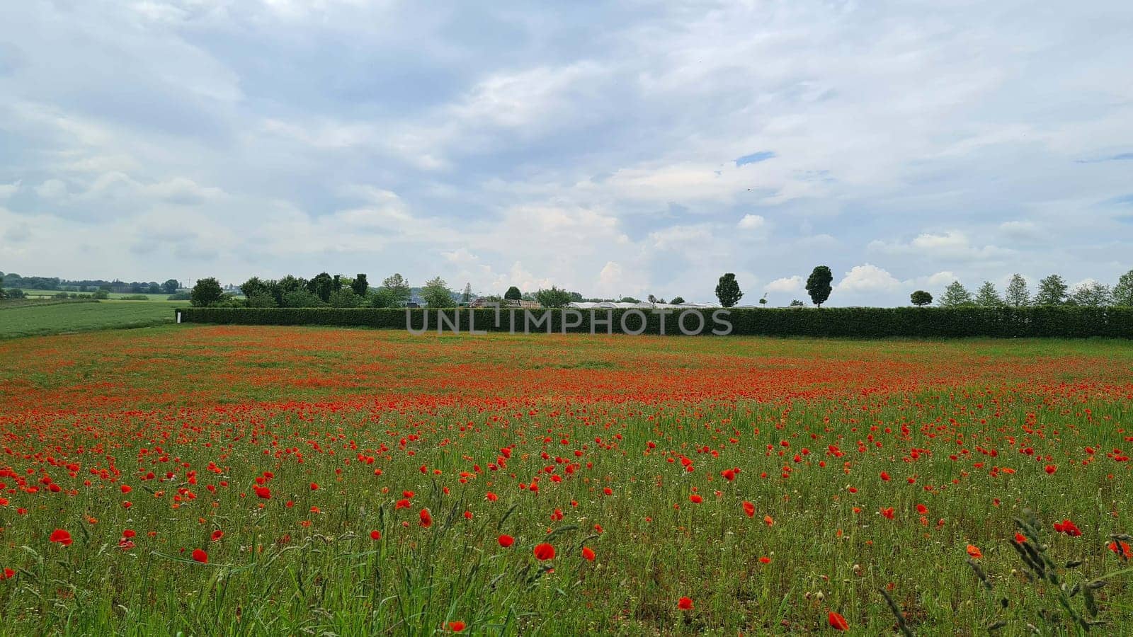 Campo con hierba verde y amapolas rojas contra el cielo del atardecer