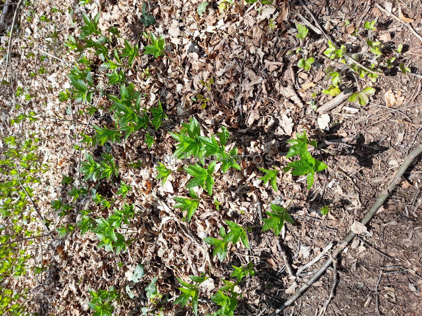 Dog's mercury in the forest in spring, Mercurialis perennis