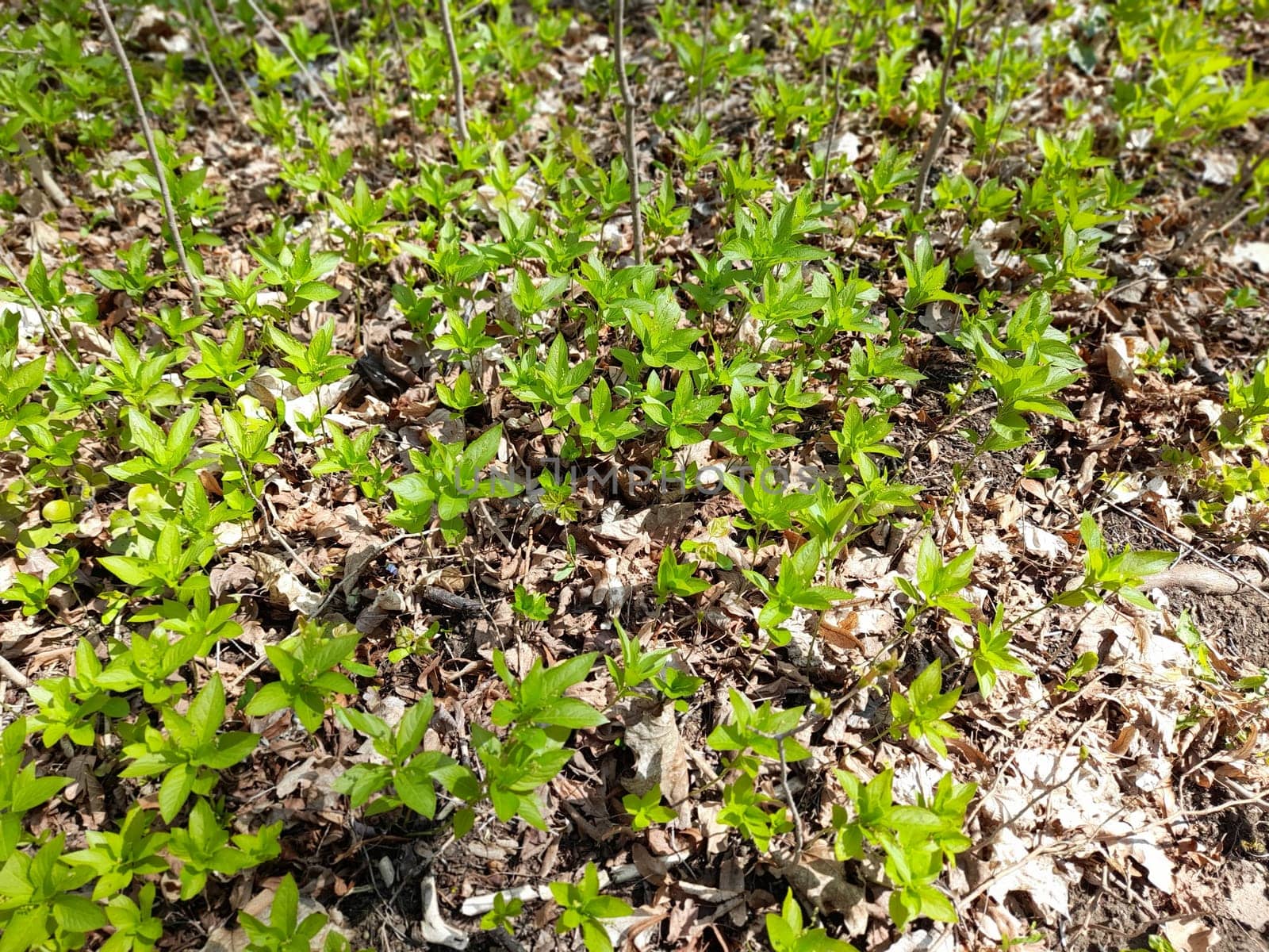 Dog's mercury in the forest in spring, Mercurialis perennis
