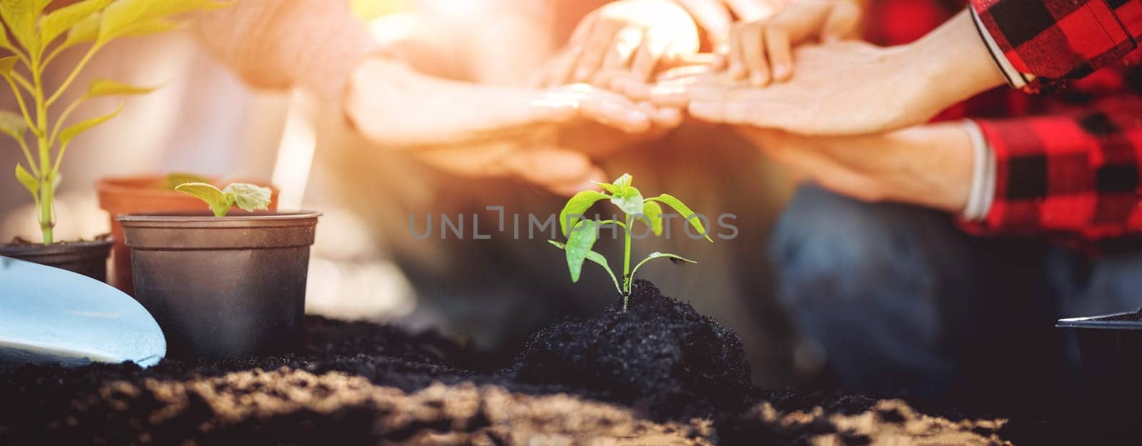 Father, mother and their child holding their hands above a young plant grown in the soil. Concept of the ecology and planet saving.