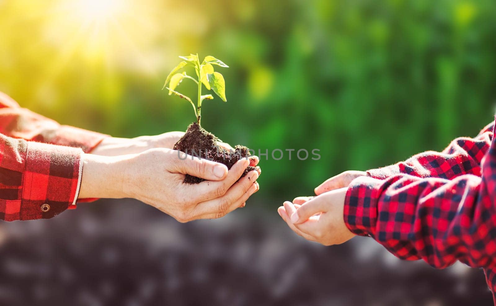 An adult giving a young sprout in the hands of a child. Concept of saving of the ecosistem and farming.