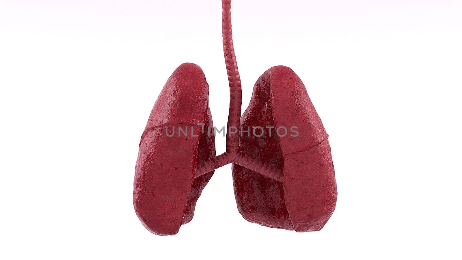 Realistic respiratory organs with pleural lining and 3d render epithelium. Cone shaped paired half lobes with physiological design. Concept of lung diseases with right lifestyle and ecology.